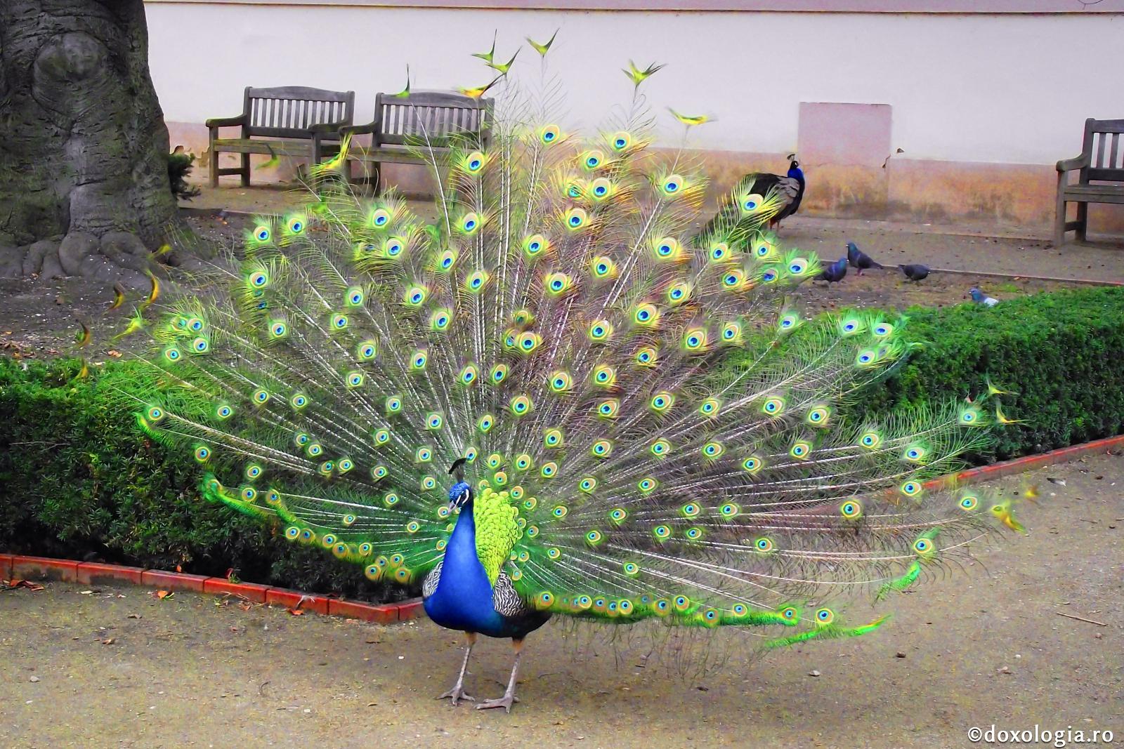 Smerenia falsă se crede pe sine smerită