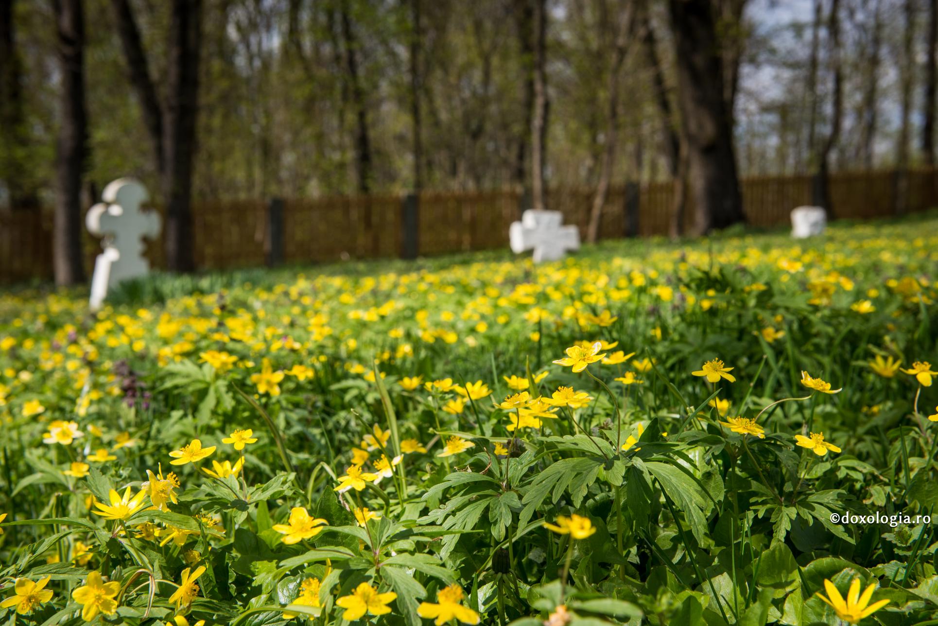 Cimitirul – biserica celor drepți și sfinți
