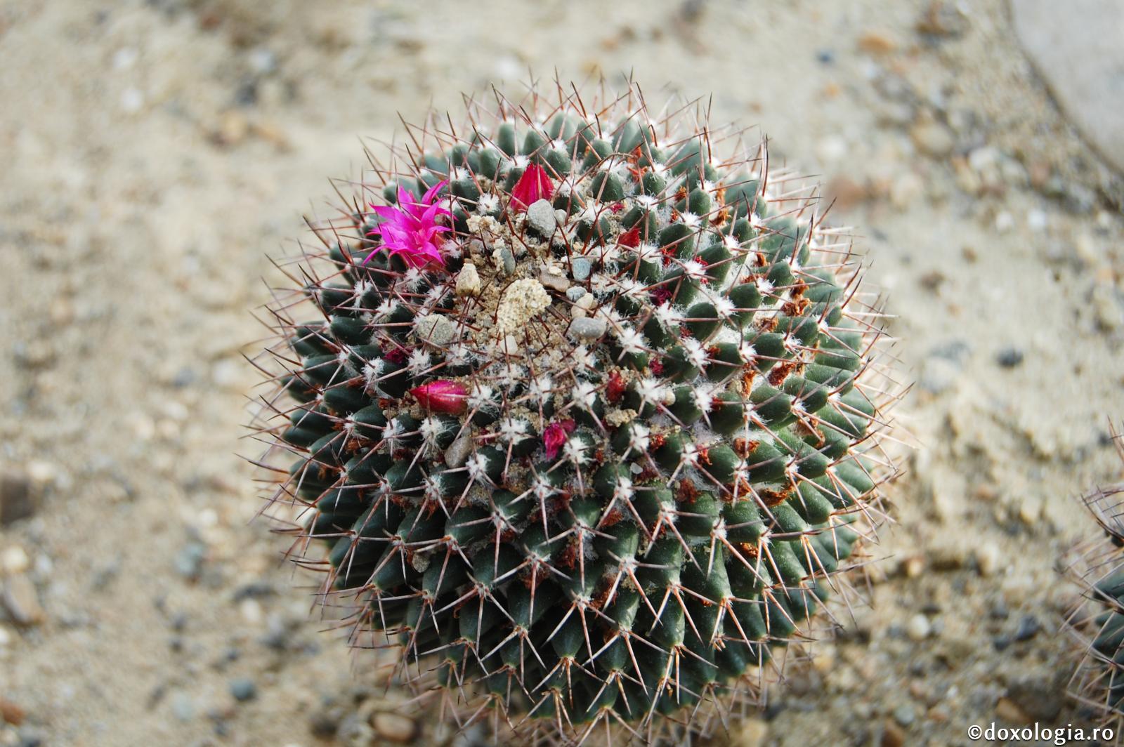 Vicleanul ascunde de-a pururea curse înaintea sufletului nostru