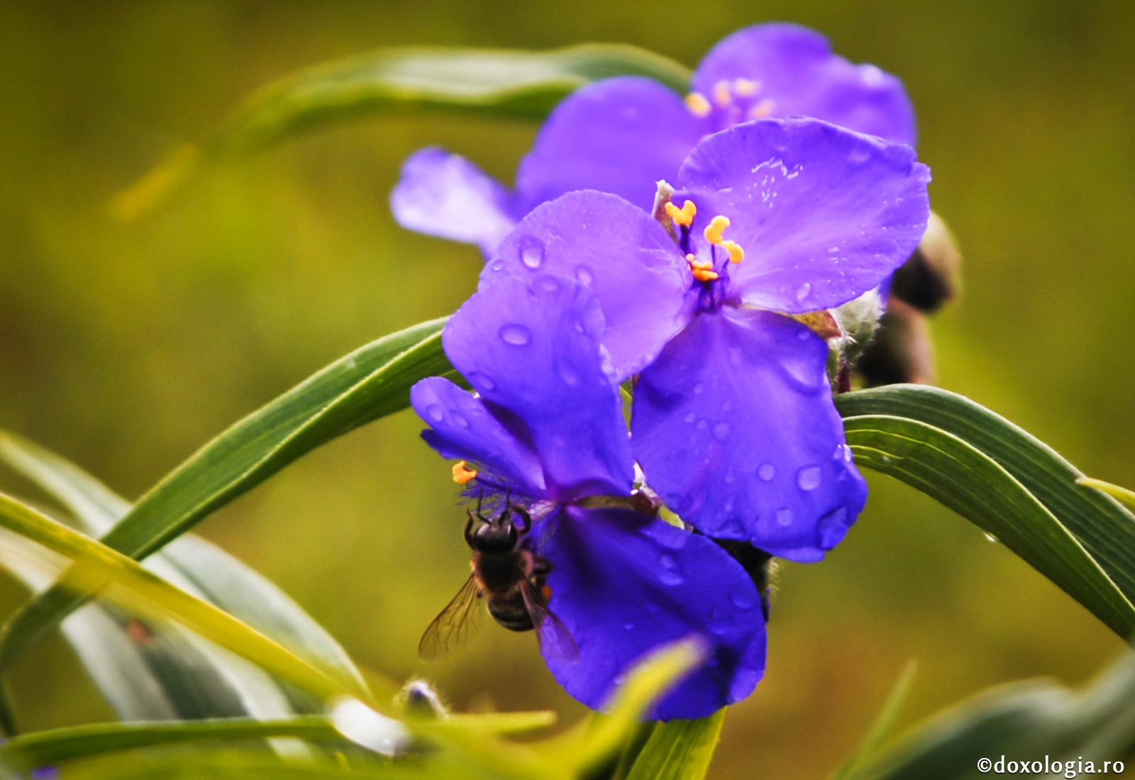 Căutarea cu dinadinsul a darului lacrimilor