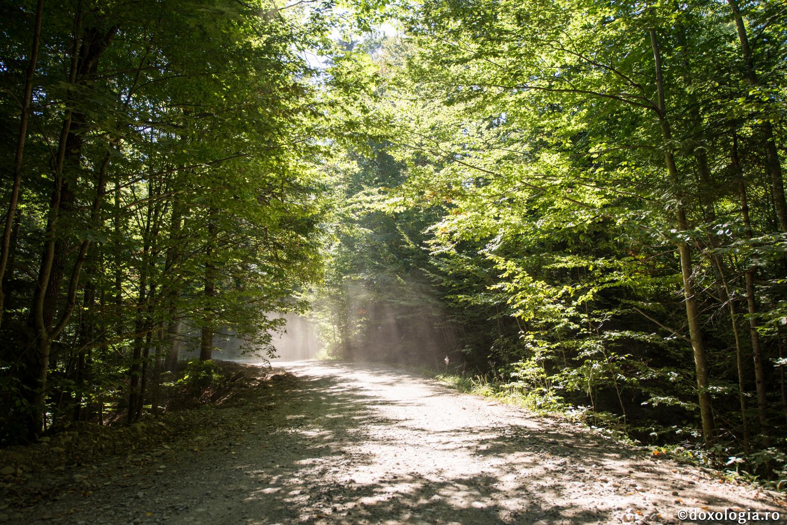 Legile naturale vs dragostea