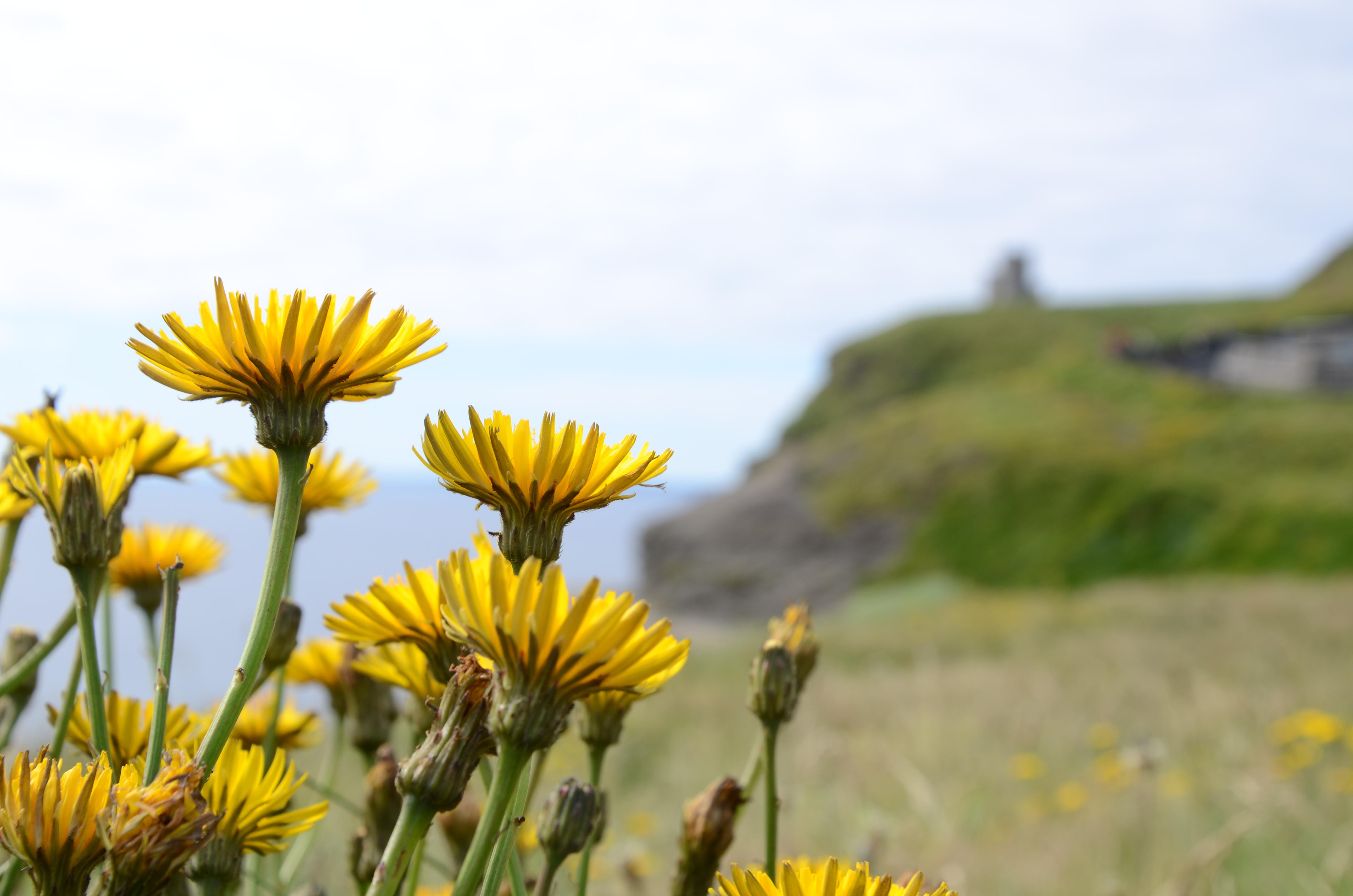 Remediu delicios pentru afecțiunile hepatice