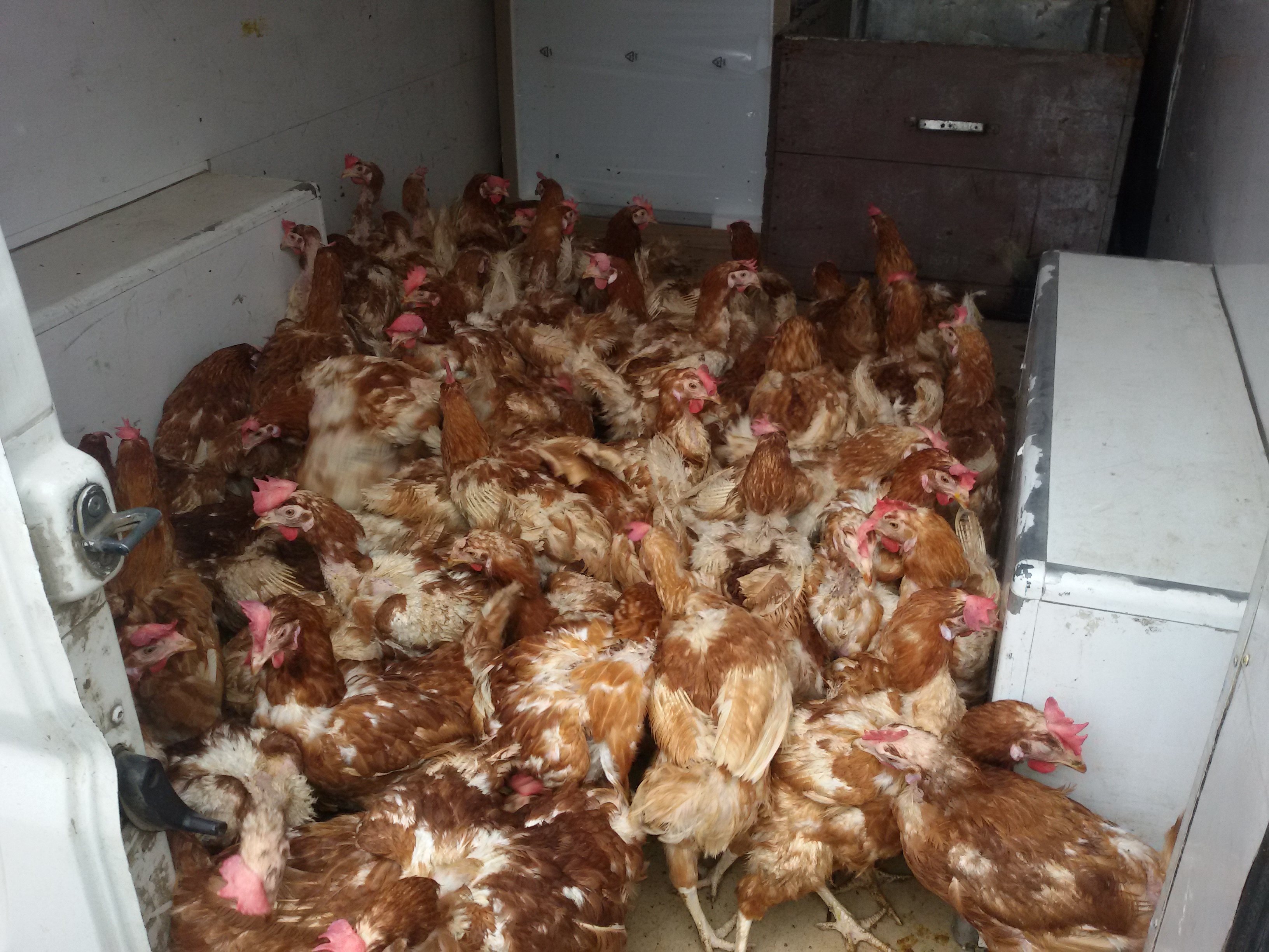 Proiectul umanitar „Dar din dar“, în Parohia Chişcăreni