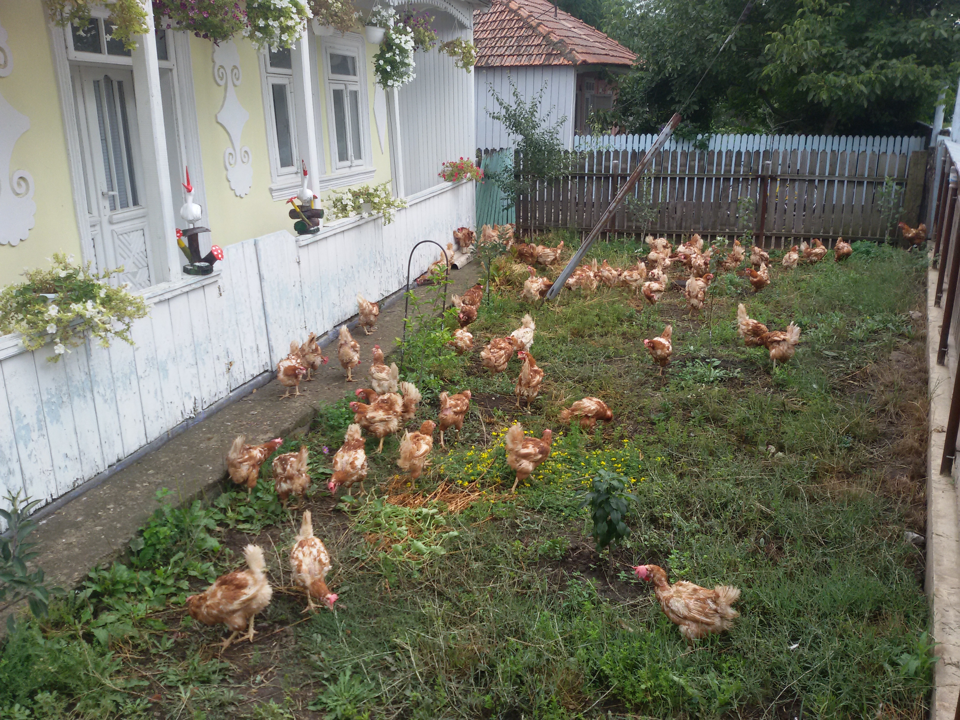 Proiectul umanitar „Dar din dar“, în Parohia Chişcăreni