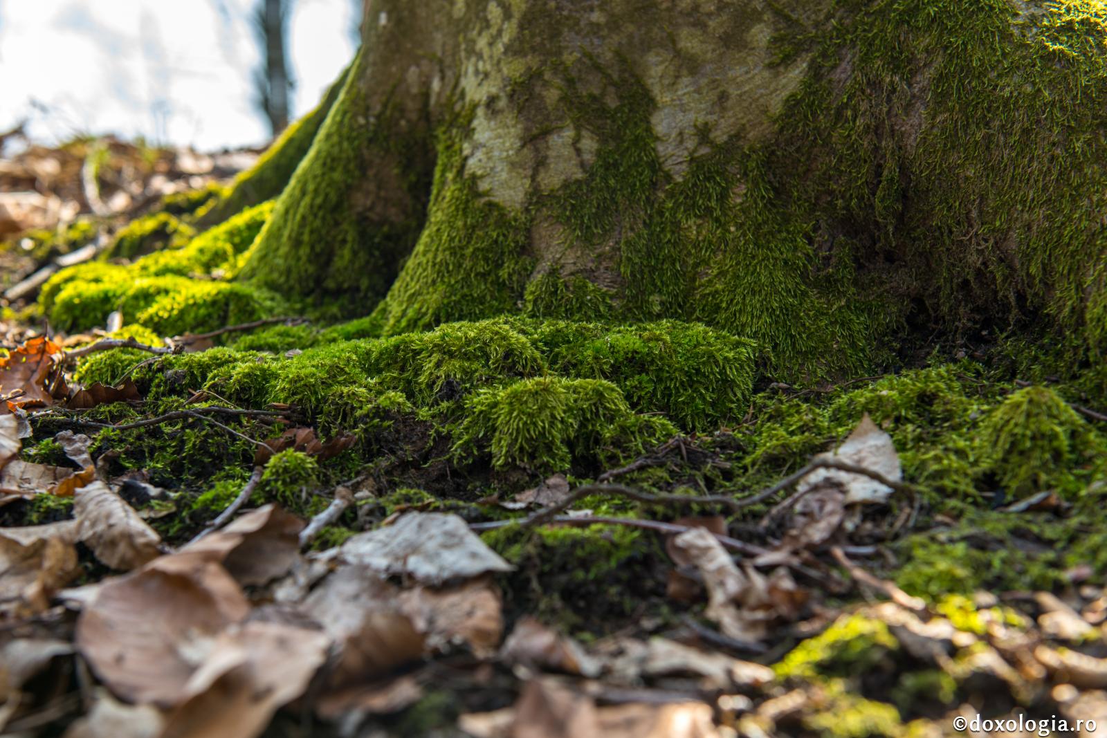 Unde este rădăcina sufletului nostru?