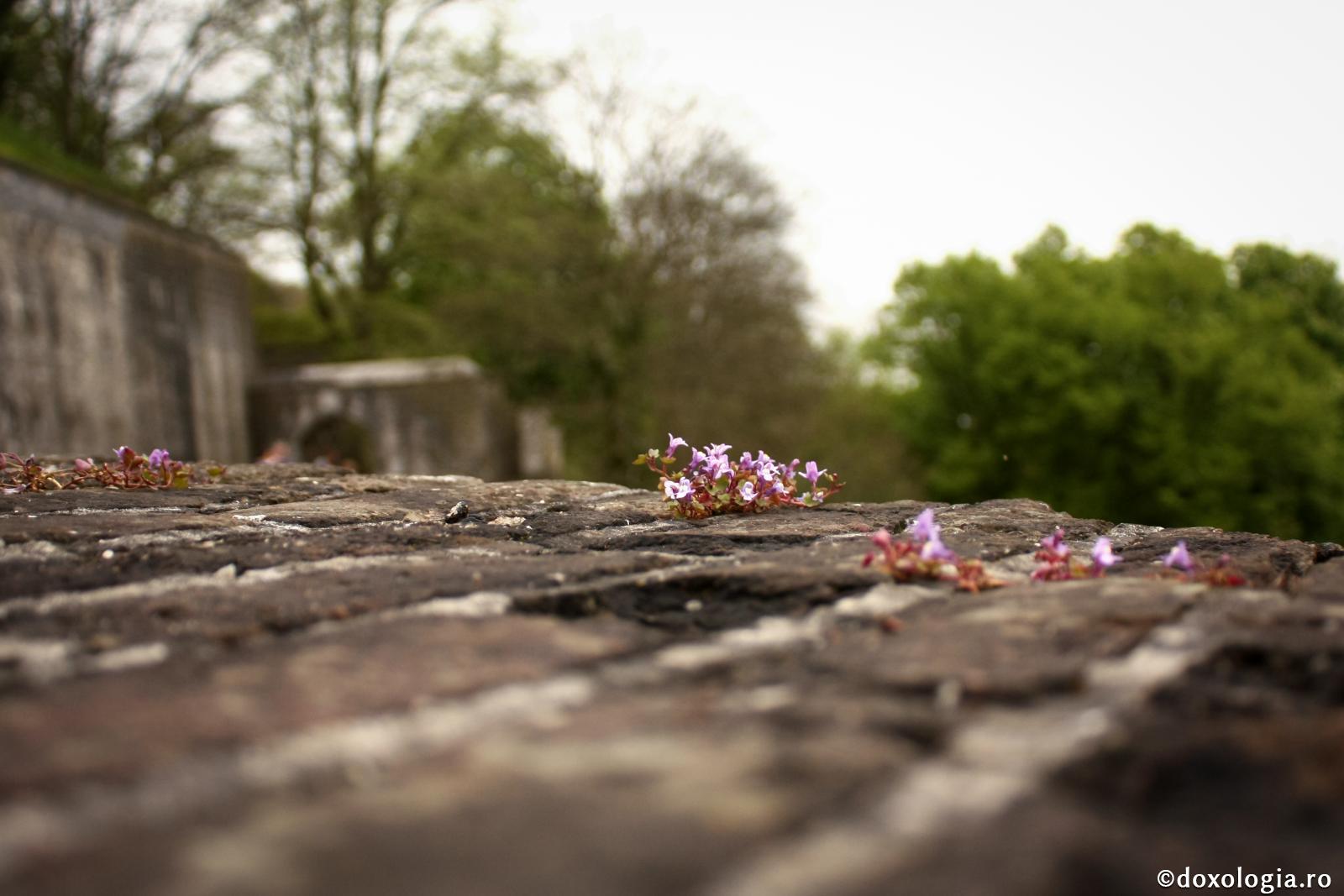 Nimic din cele trecătoare nu-l poate îndestula pe om