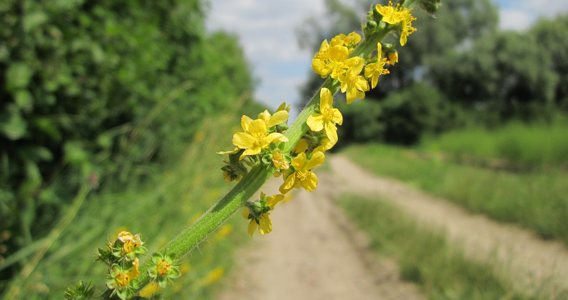 Ce puteți trata cu decoct de turiță-mare