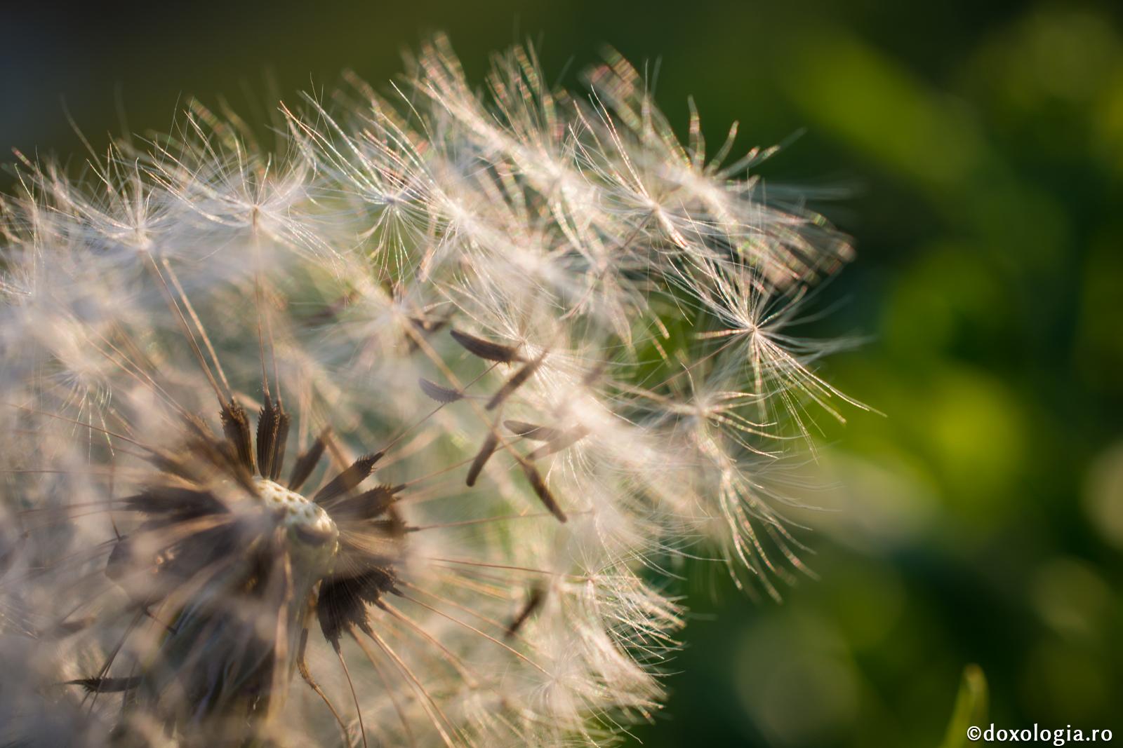 Avem nevoie să înmulțim virtuțile