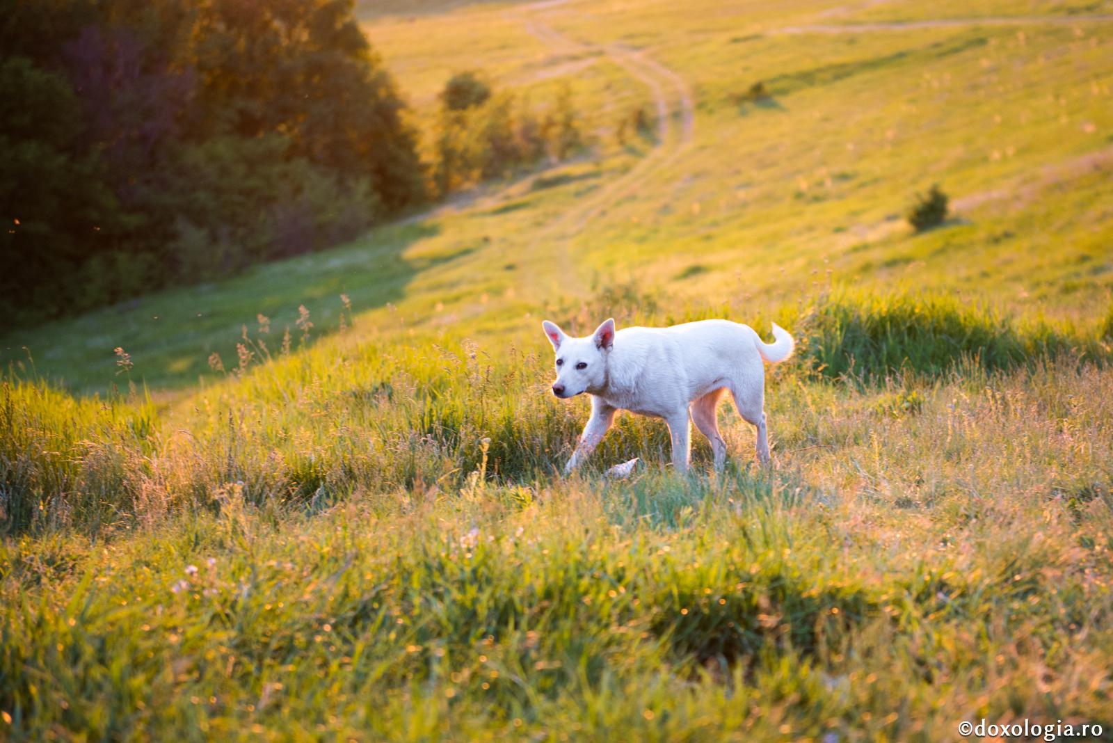 Patima este asemenea câinelui