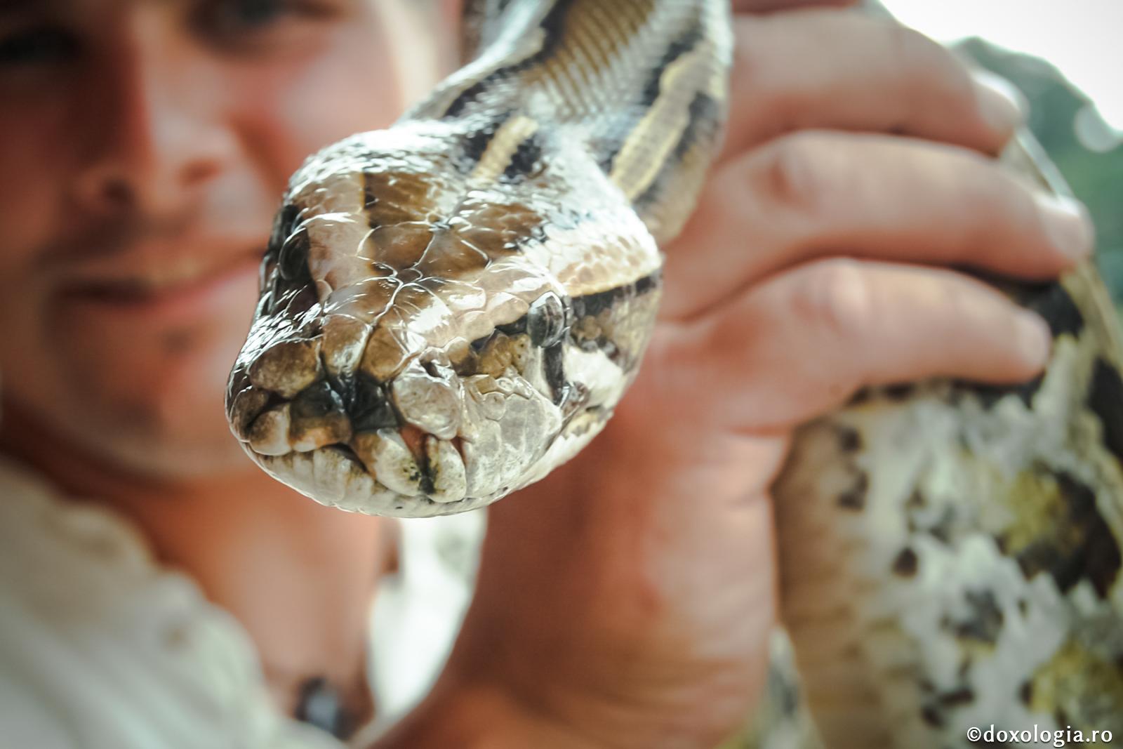 Sfinţii Părinţi poruncesc să păzim capul şarpelui