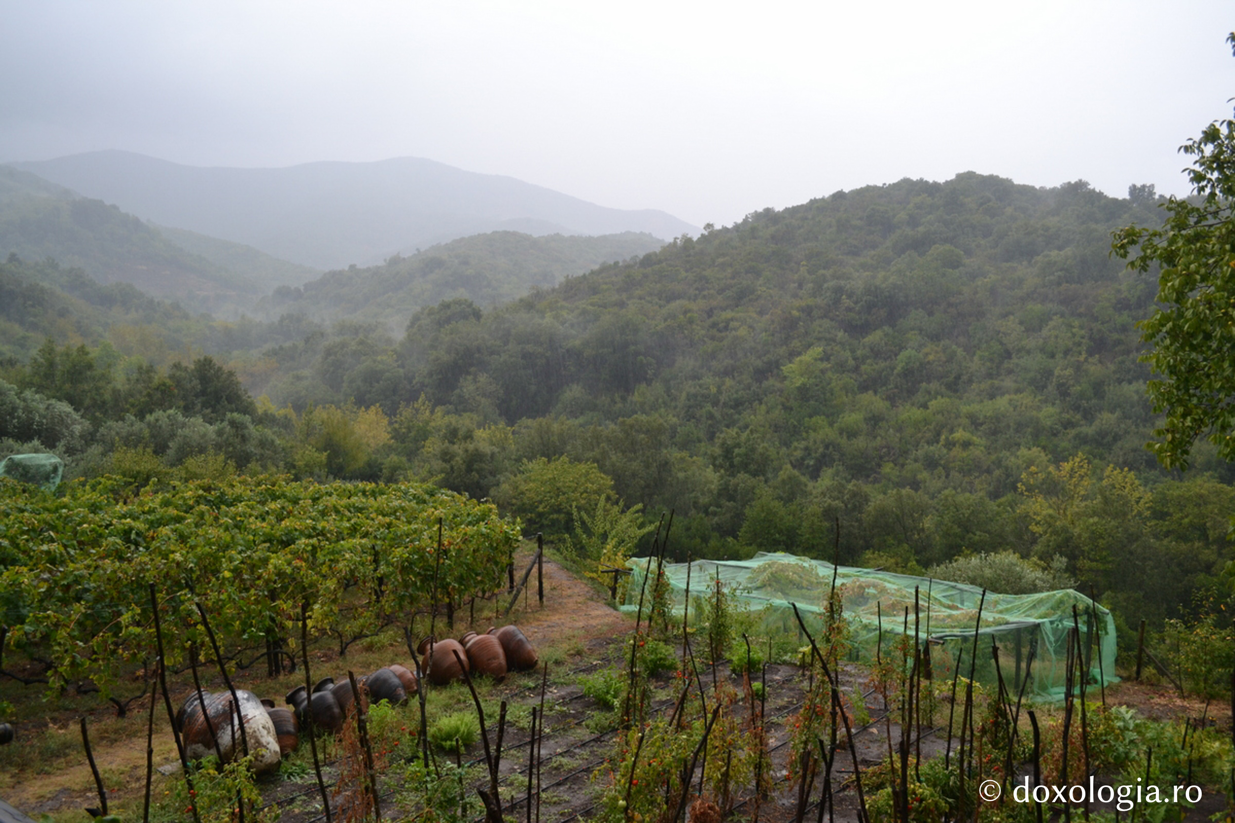 Chilia „Sfântul Ierarh Ipatie” - Sfântul Munte Athos - grădinile unde lucrează monahii (Foto: Silviu Cluci) Ieromonahul Alexandru: Amintiri din Sfântul Munte Athos