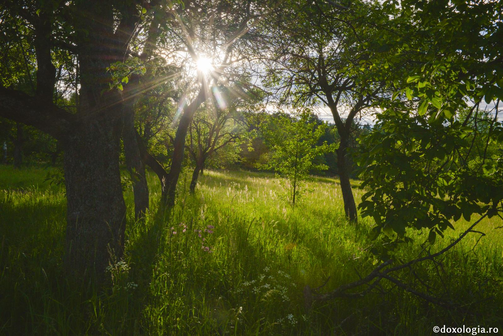 Purtarea de grijă a lui Dumnezeu pentru creație