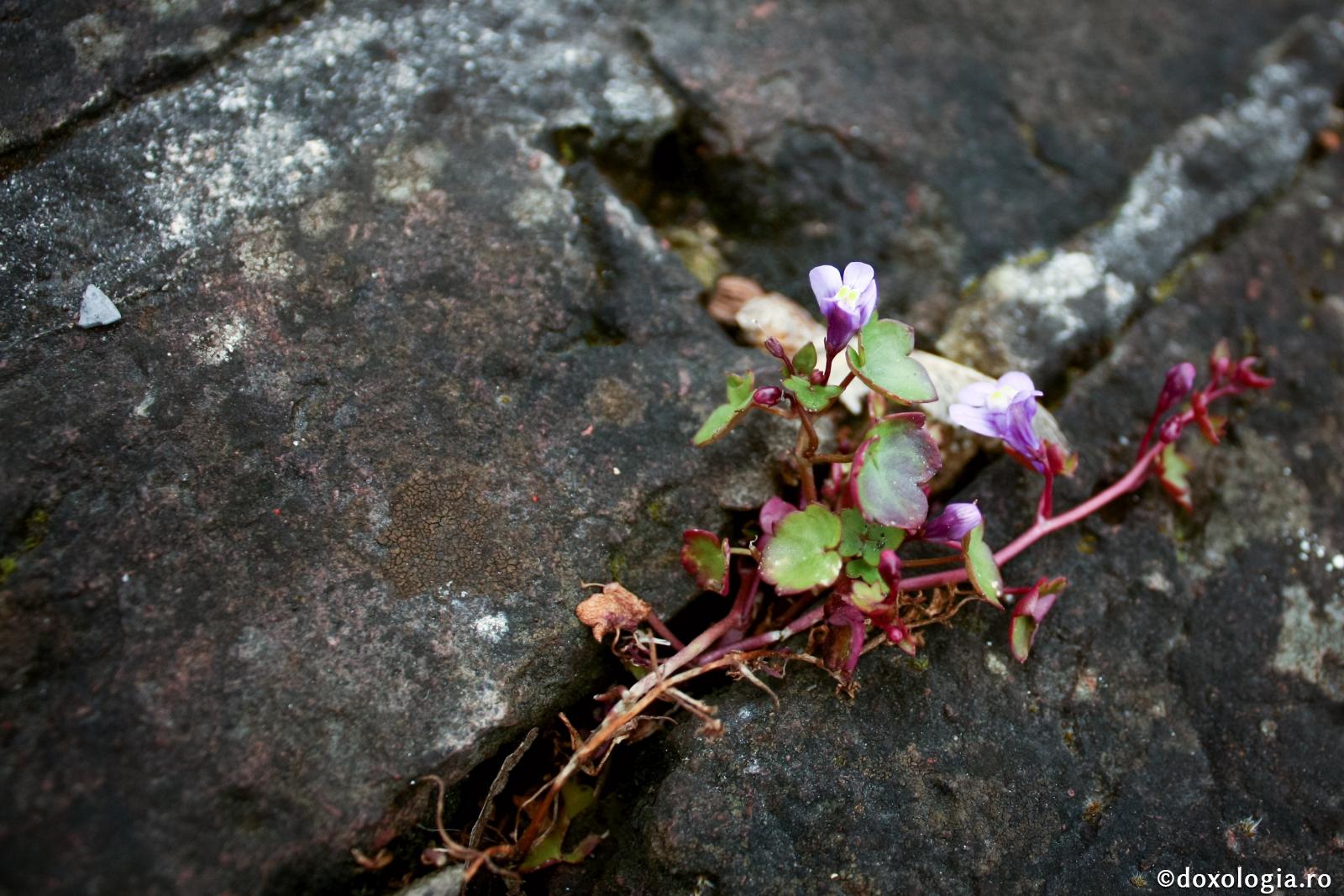 Necazurile - floarea roadelor celor aşteptate