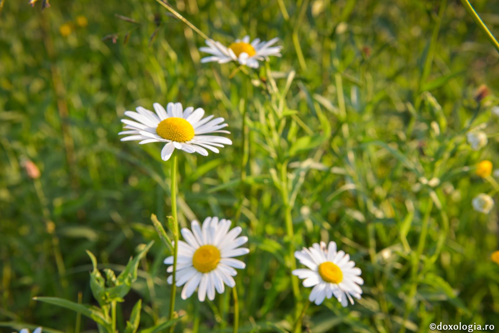 Dumnezeu a făcut florile pentru om dar, sufletul blând şi smerit e mai bun decât aceste flori