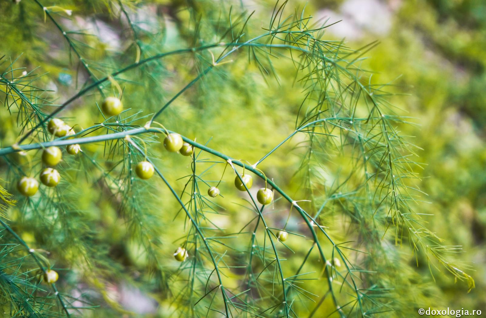 Taie rădăcina, ca să nu rodească fructul otrăvit