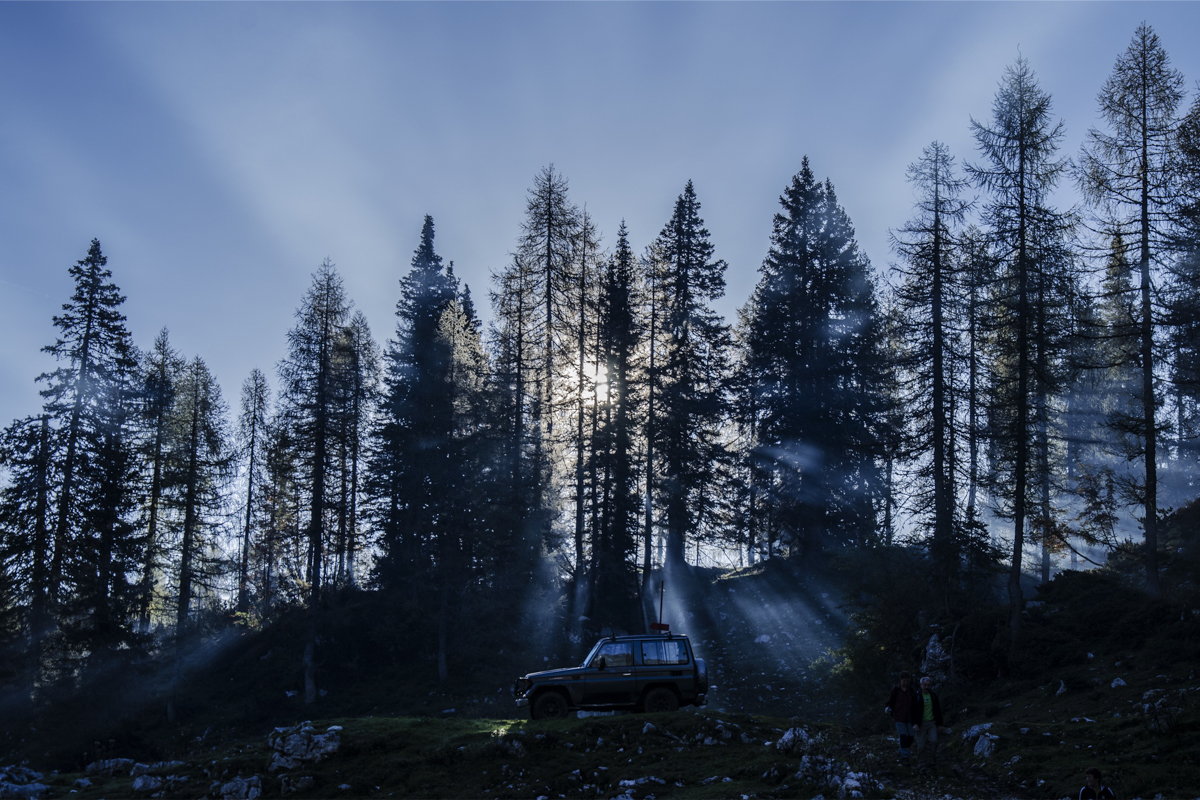 raze de soare în pădure