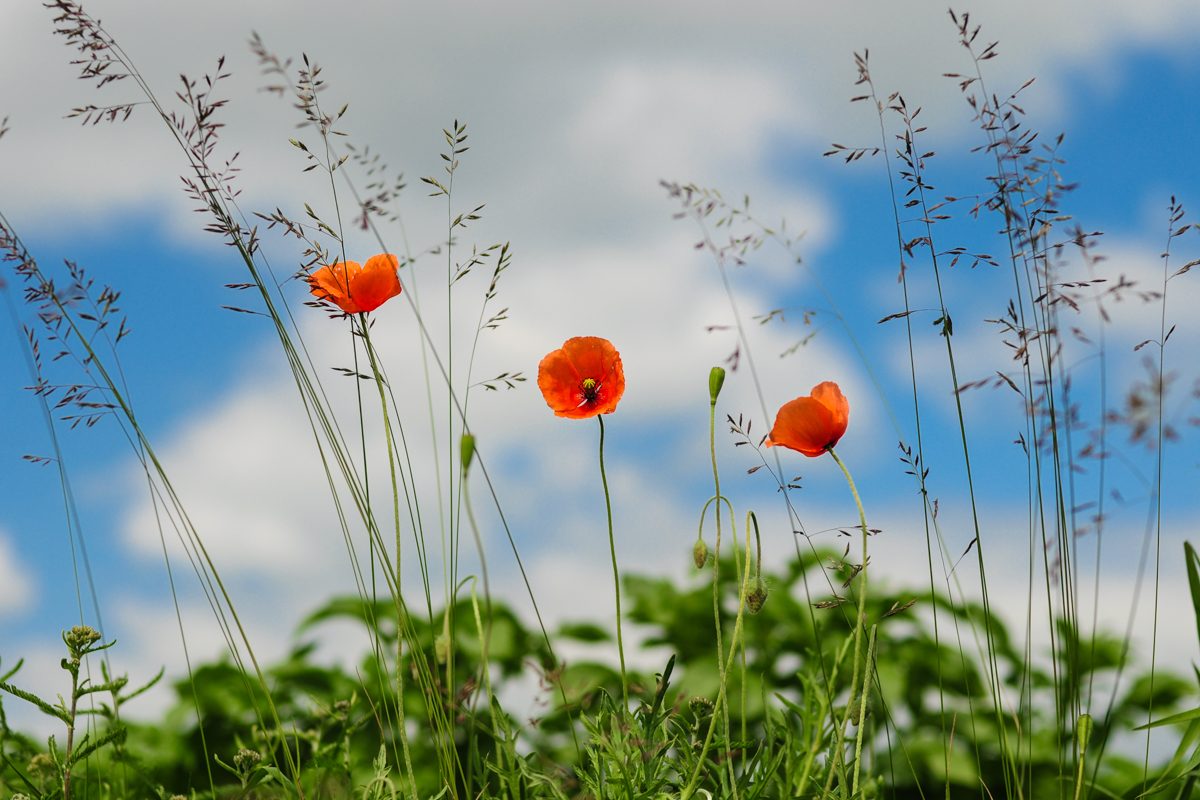 Nu-ţi dori laudă de la oameni, nici tu însuţi nu te lăuda