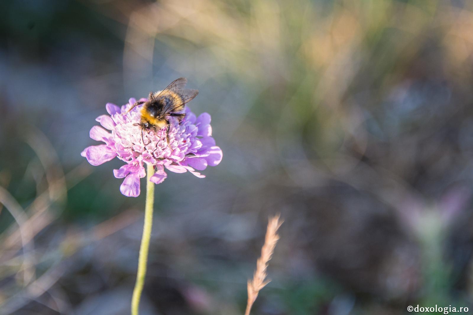 Lucrarea fizică a moralei
