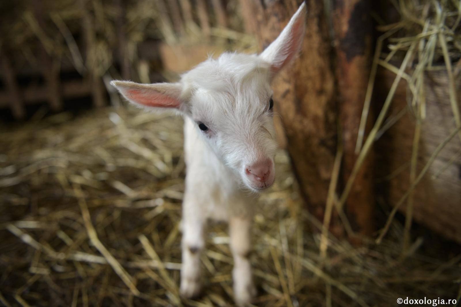 Animalele de uscat arată în mod universal patima iubirii de arginţi