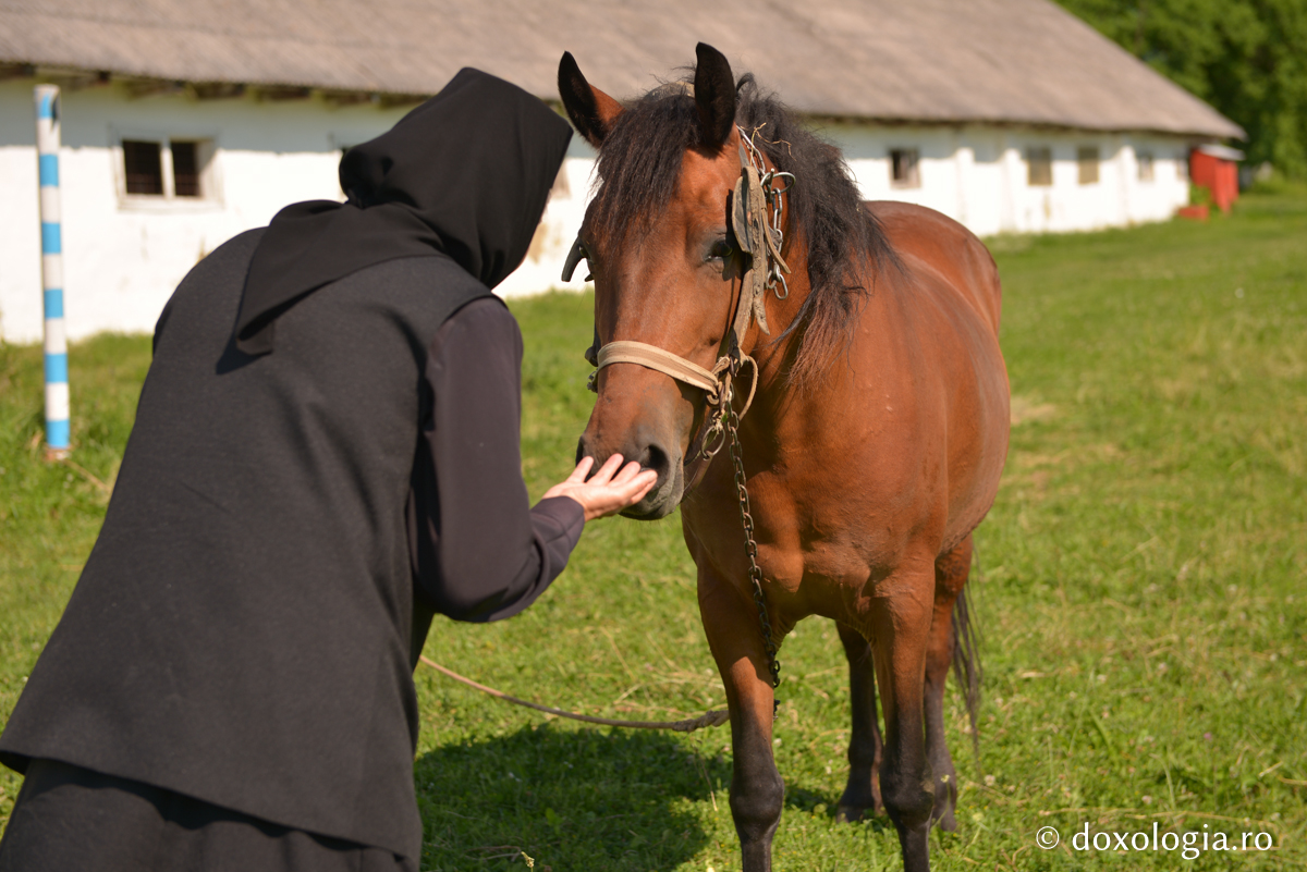 Miluiţi-vă pe voi înşivă, şi după aceea aveţi grijă şi de dobitoace