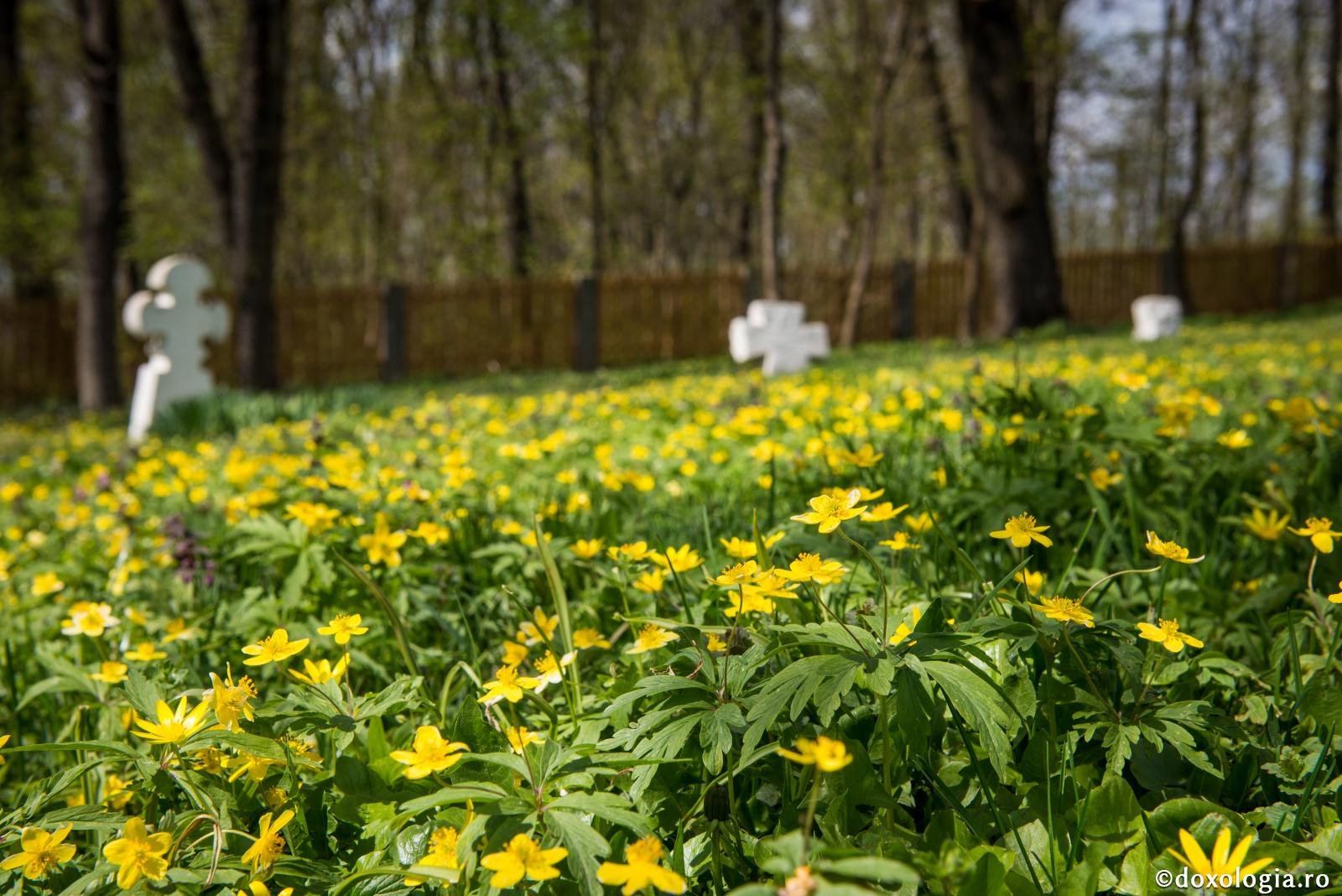 Moartea și deșertăciunea