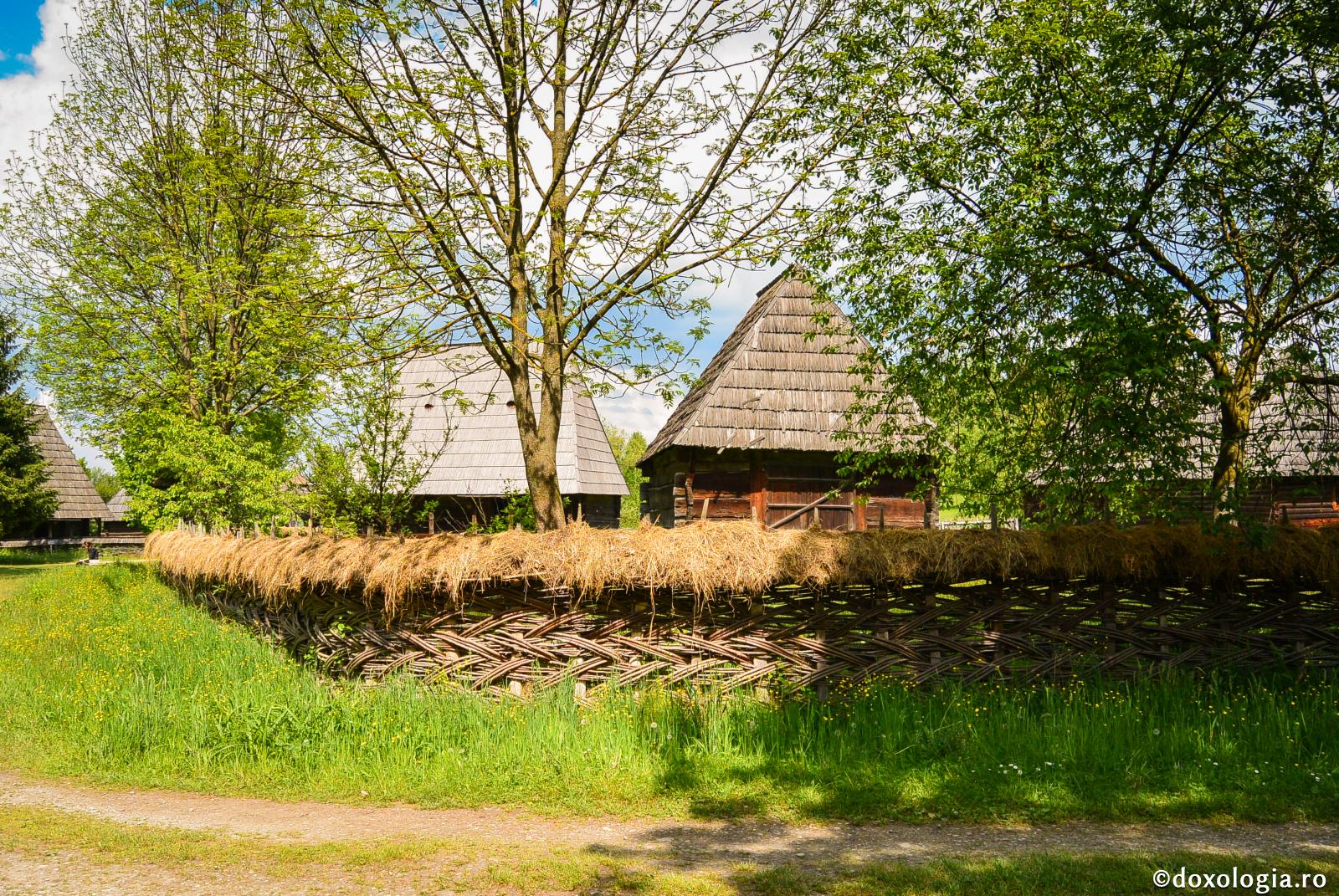 Ce sunt nuielele pe care lacov, crestându-le, le punea în adăpători?