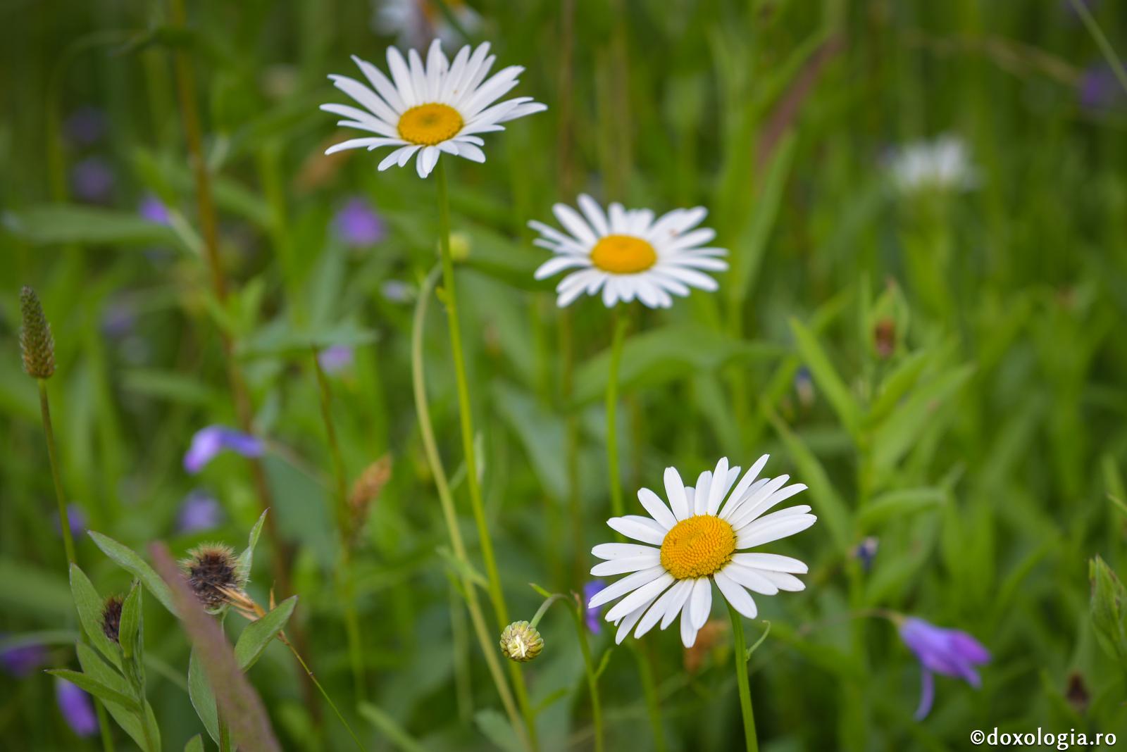 Compoziţia vieţii - te-ai gândit vreodată la o astfel de compoziție?