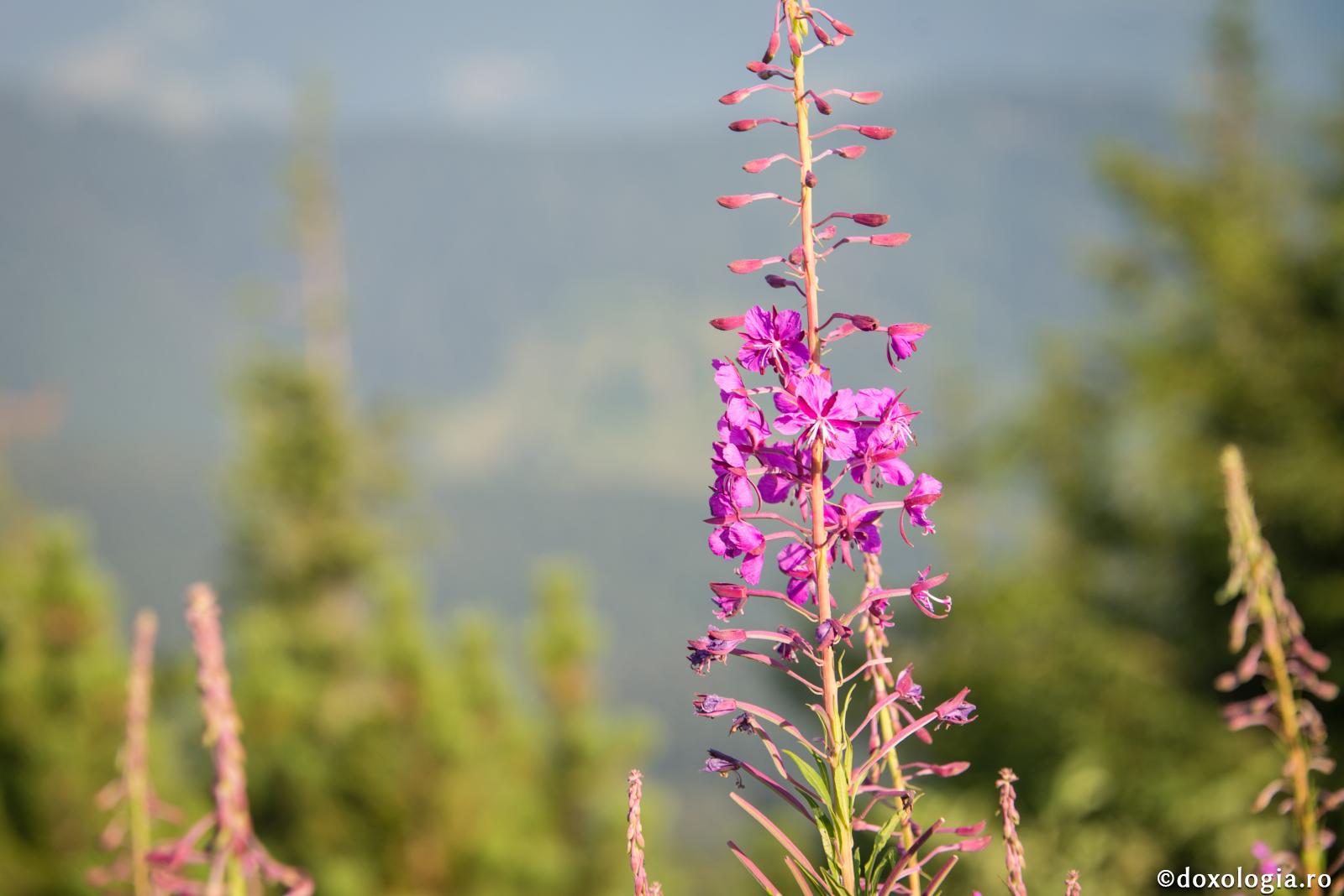 Păcate  „mărunte”…