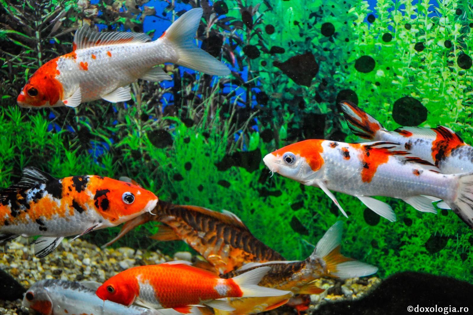 Ce semnifică peştele arătat de Domnul după Înviere, cel întins pe cărbuni?