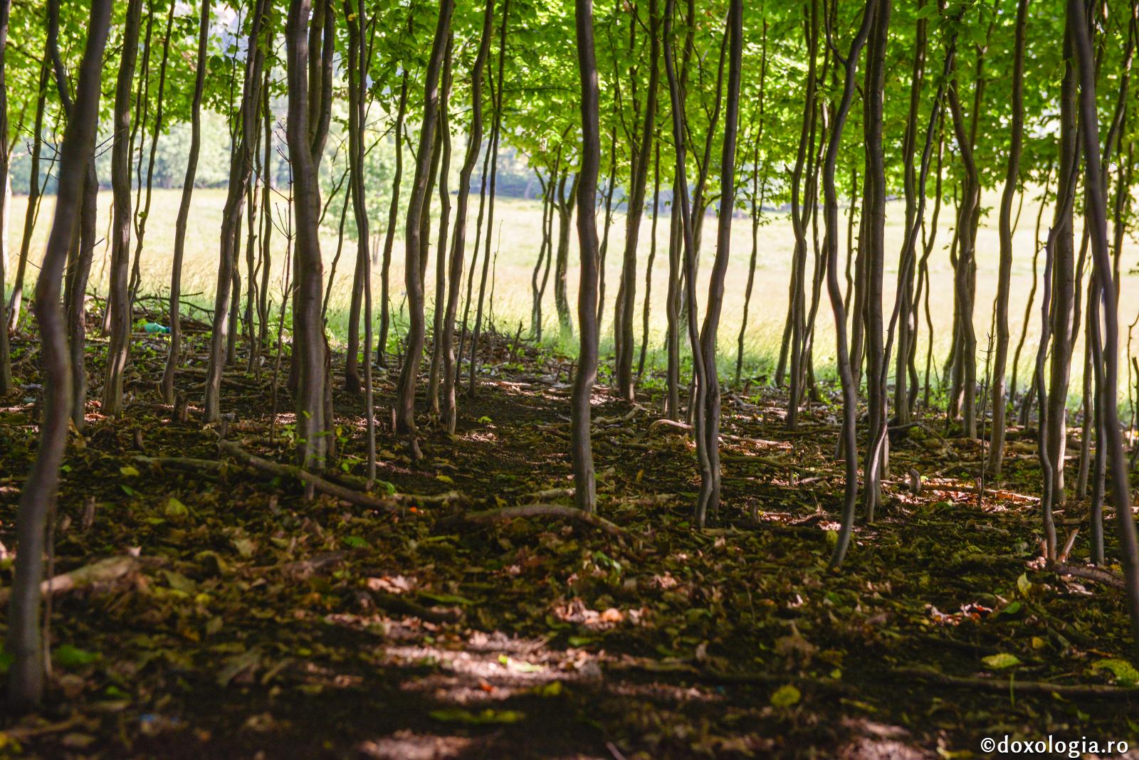 Răstimpul pătimirilor