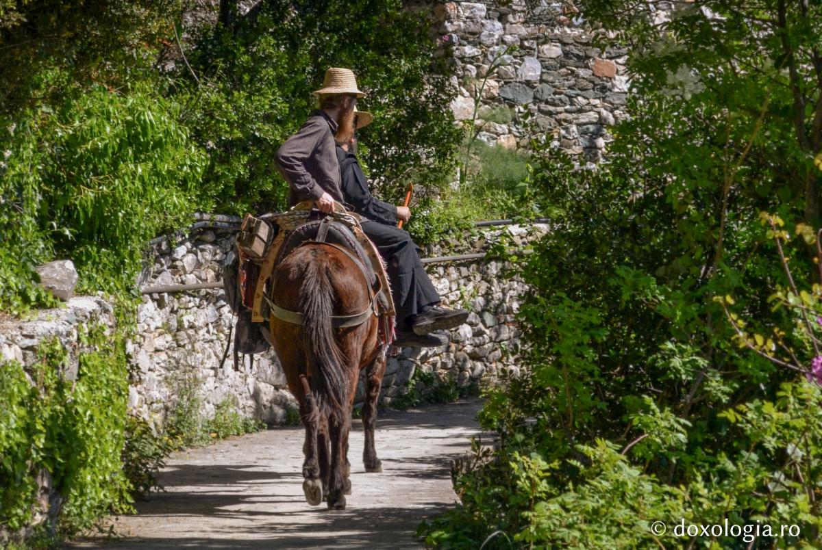 Minunea de la Schitul athonit „Sfânta Ana” / Foto: Pr. Silviu Cluci călugări călare pe un catâr