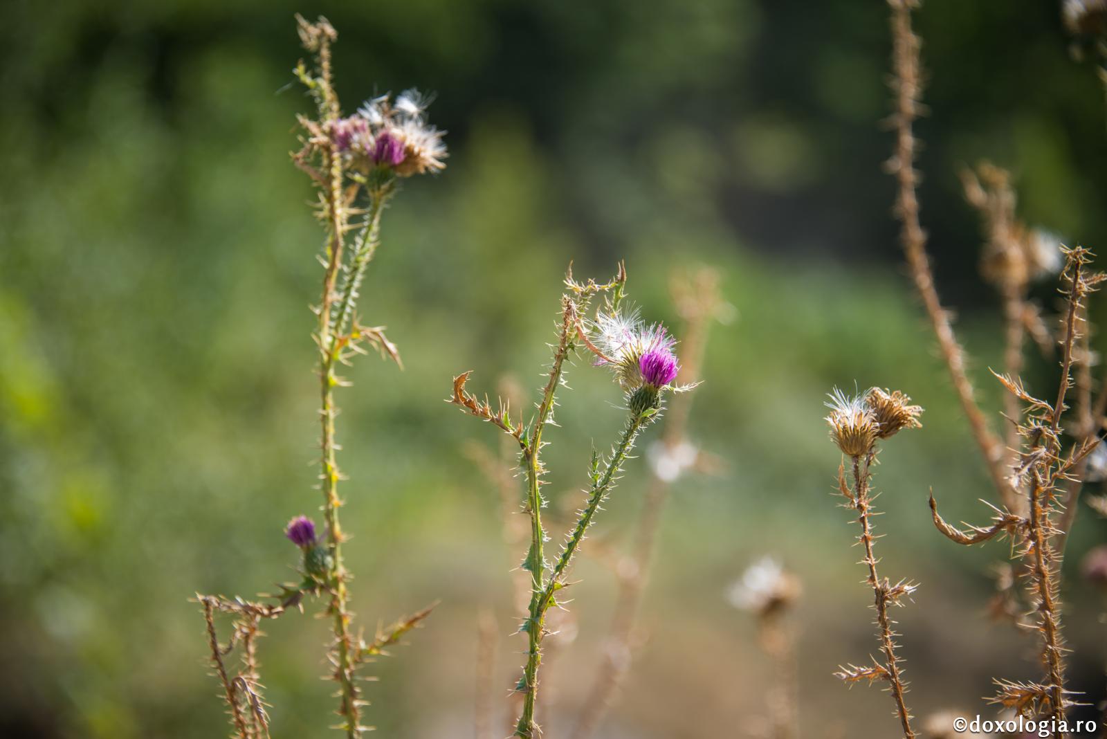 Sufletele recunoscătoare privesc şi văd mulţi alţi spini în afara căii lui Hristos