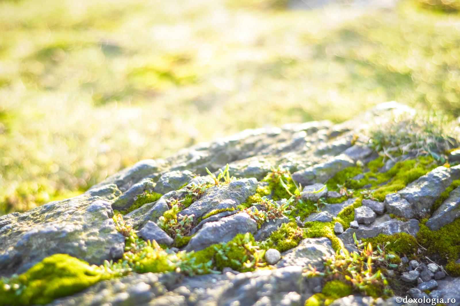 Harul este şi tare ca stânca, şi fragil ca planta ce-ţi zice: nu mă atinge