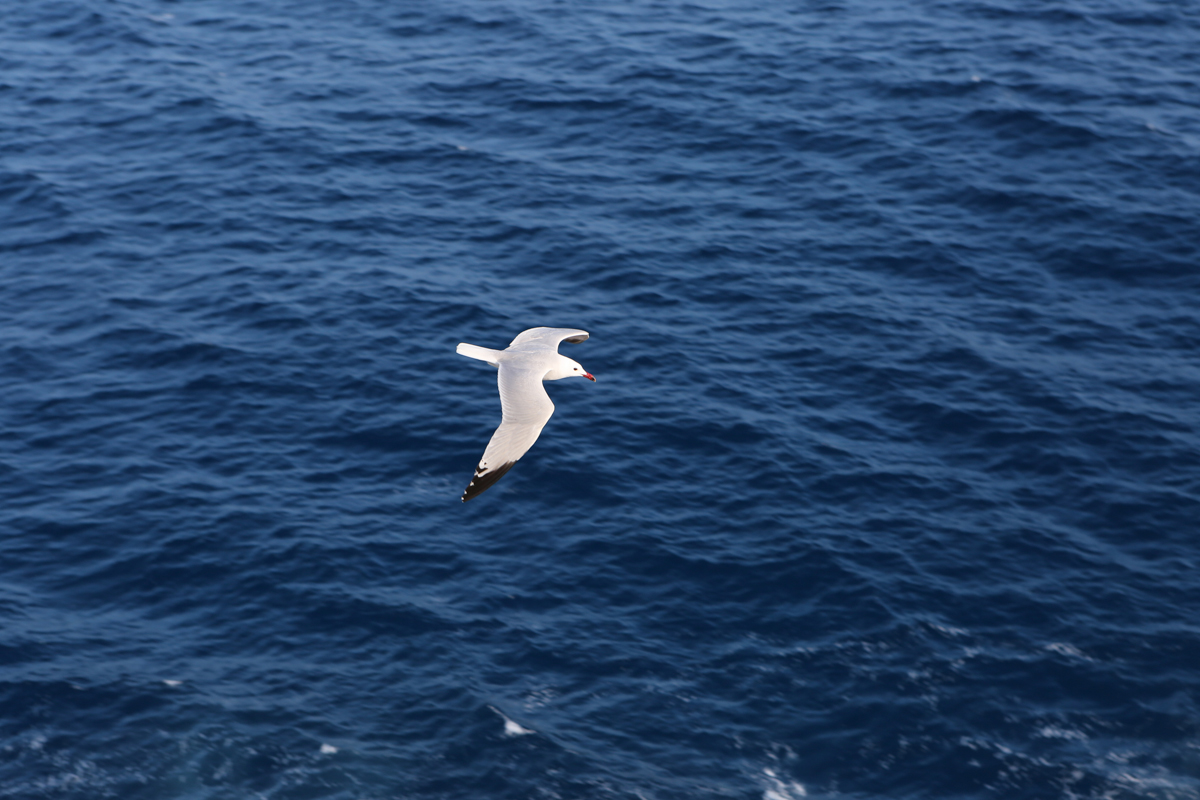 Patimile nu fac parte din natura sufletului