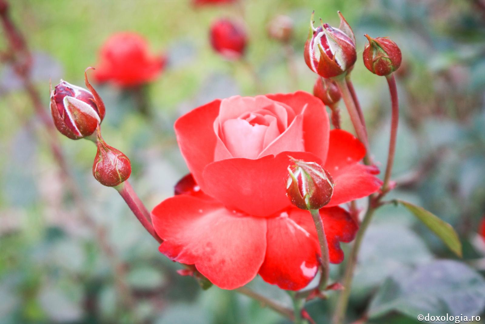 „Toţi ceilalţi sunt spini; chiar credeţi că voi puteţi fi trandafiri?”