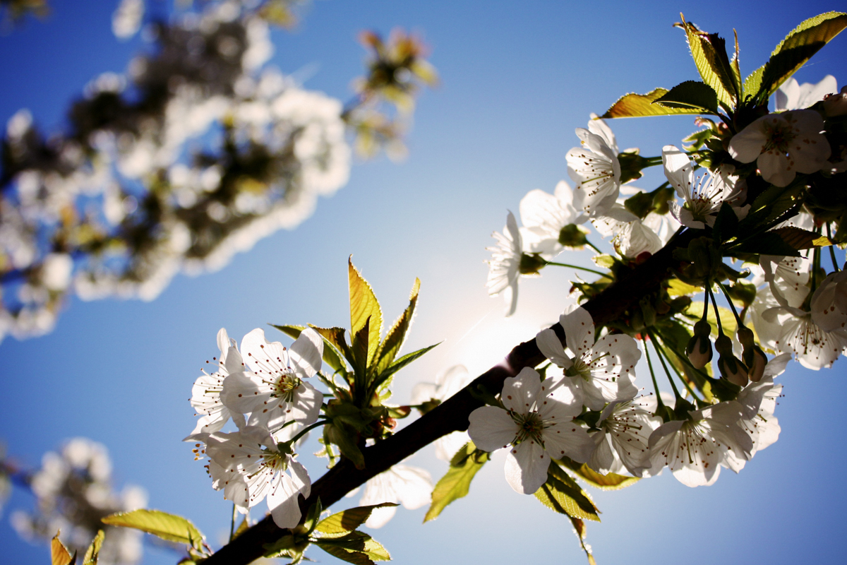 Cunoaşterea veşniciei