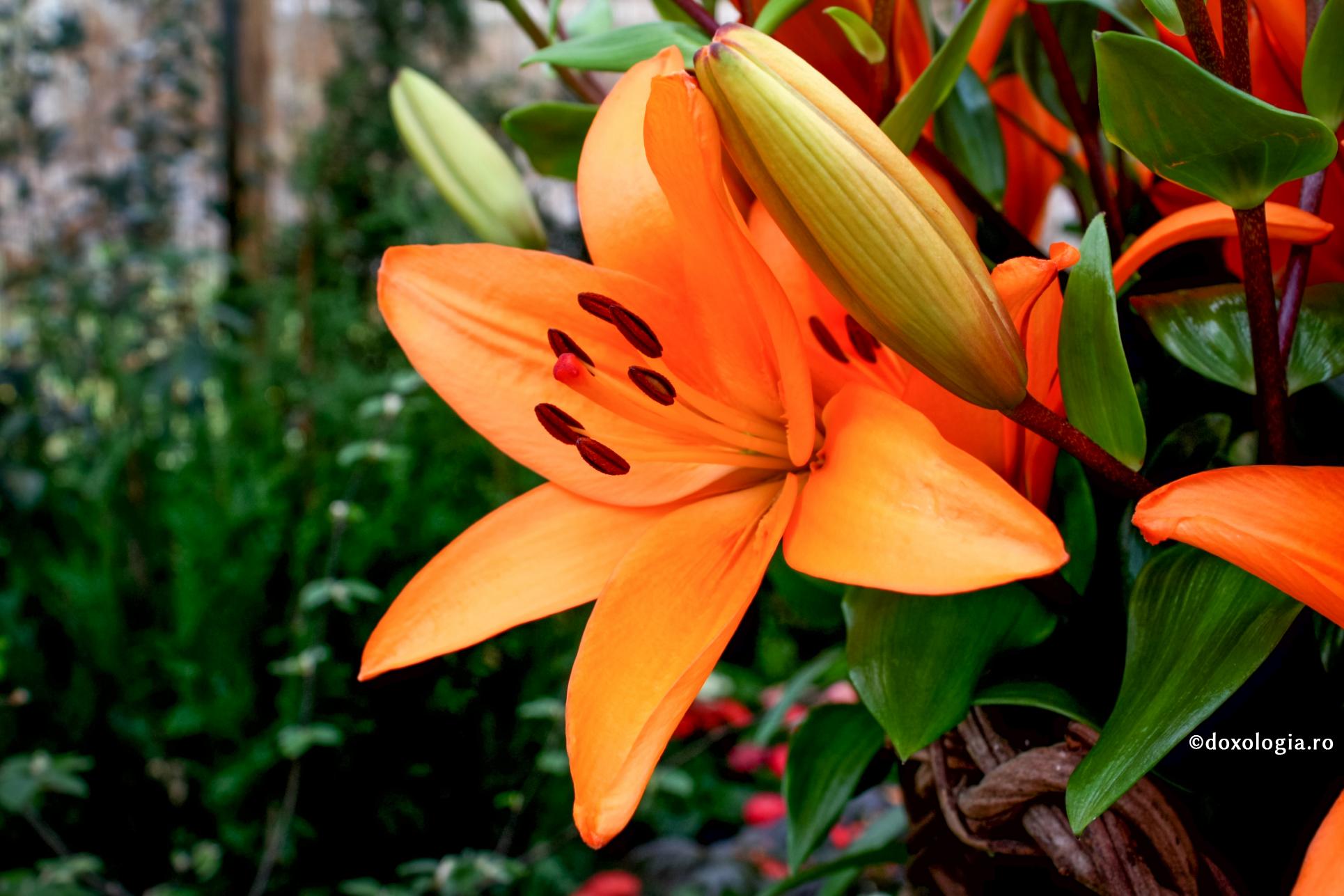 Îţi mulţumesc, Sfântă Parascheva, pentru toate!