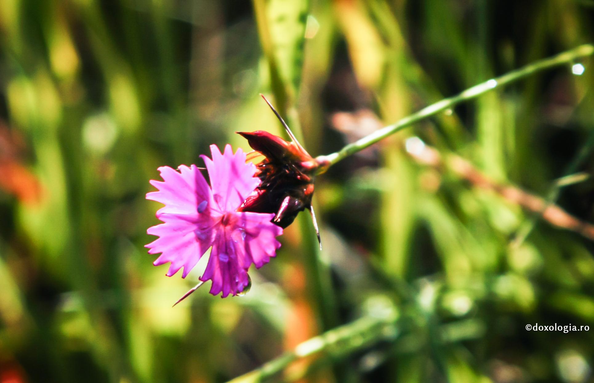 „Dumnezeu ne cere să mergem cu bunătatea până la capăt, căci numai aşa putem să fim fii ai Lui.”