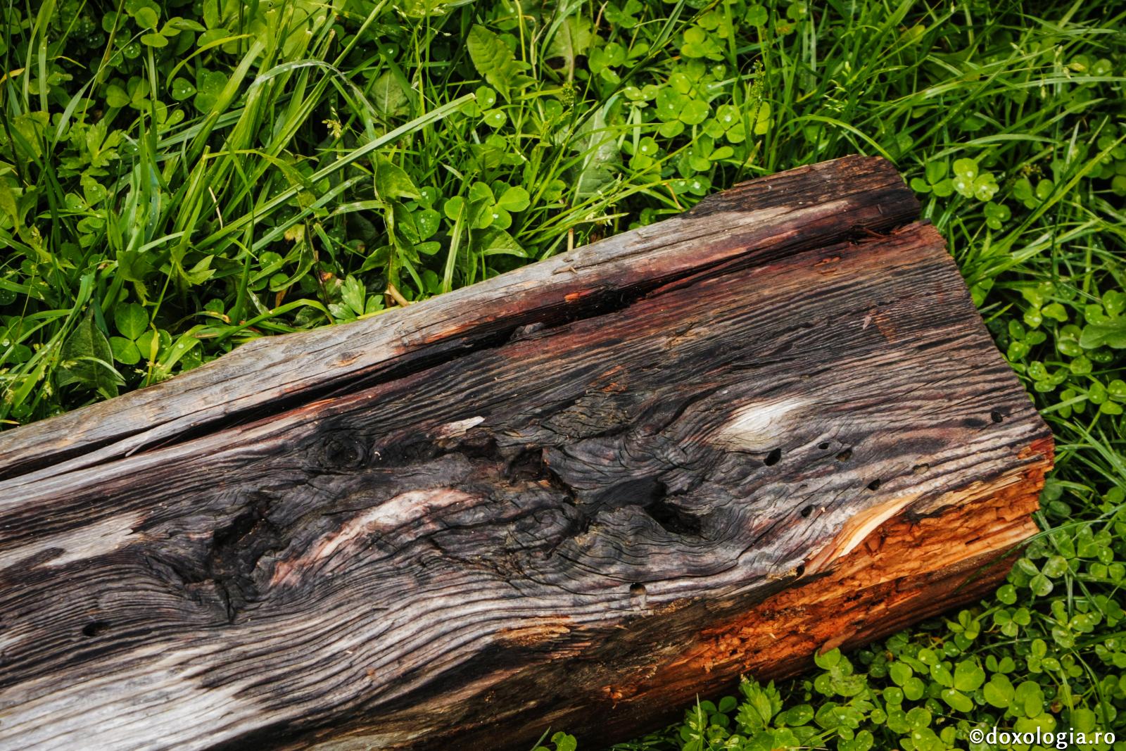 Dumnezeu nu ne-a făcut ca pe nişte buşteni