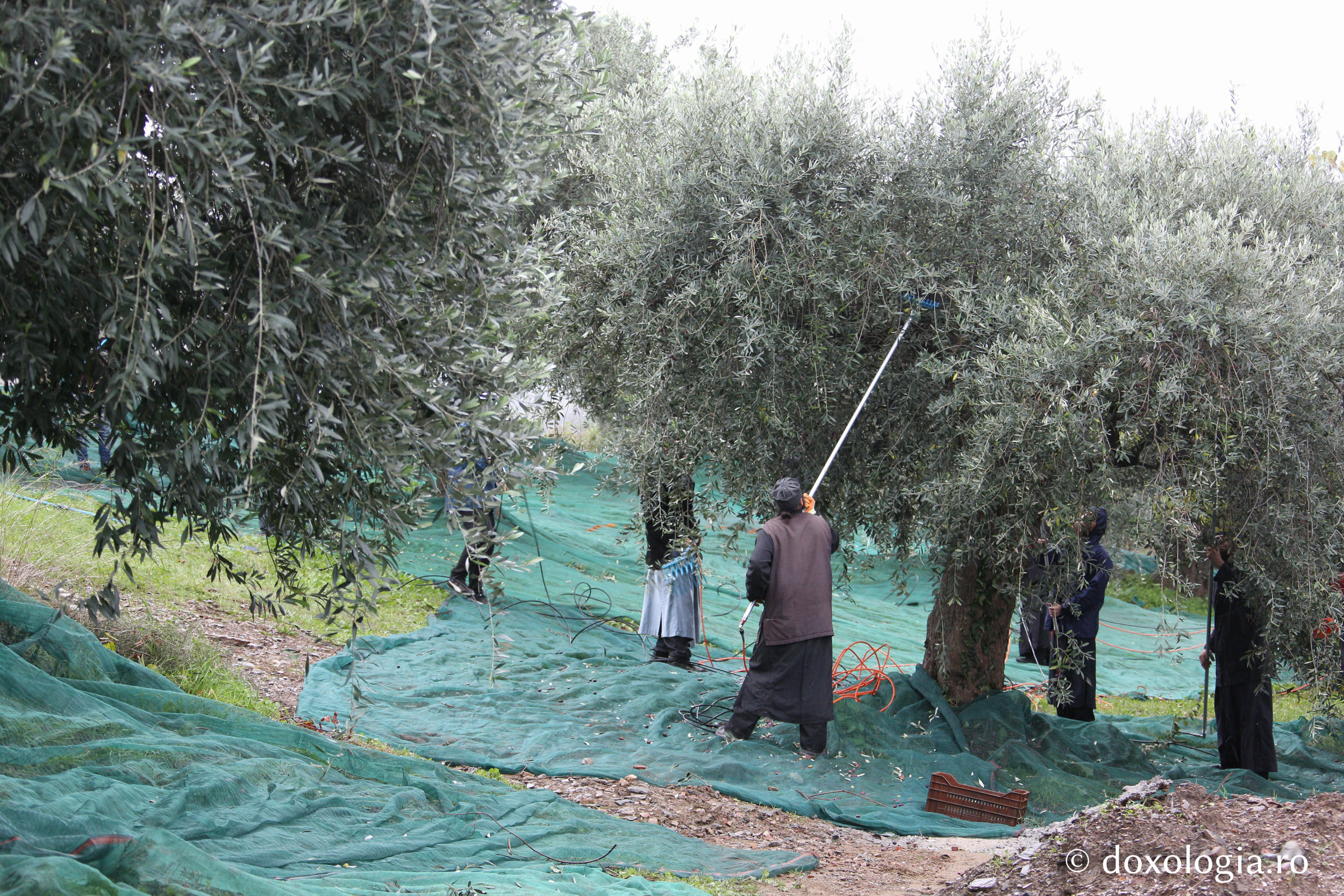 (Foto) Culesul măslinilor în Sfântul Munte Athos
