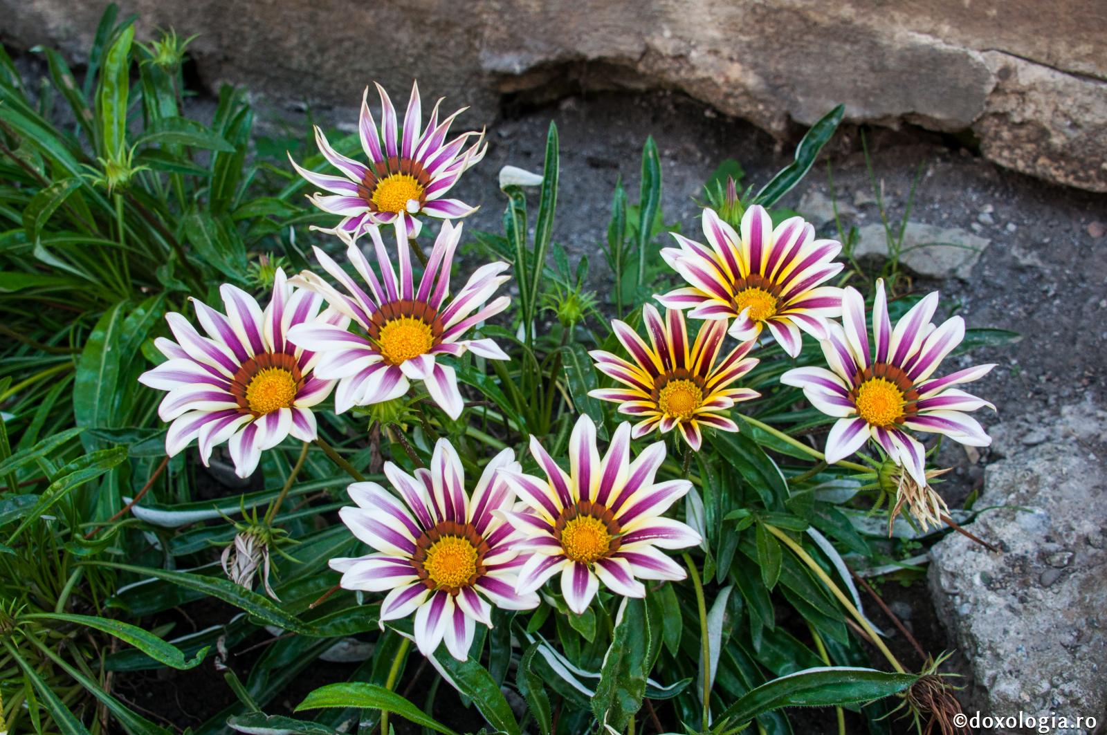 Creația vorbește despre frumusețea Creatorului