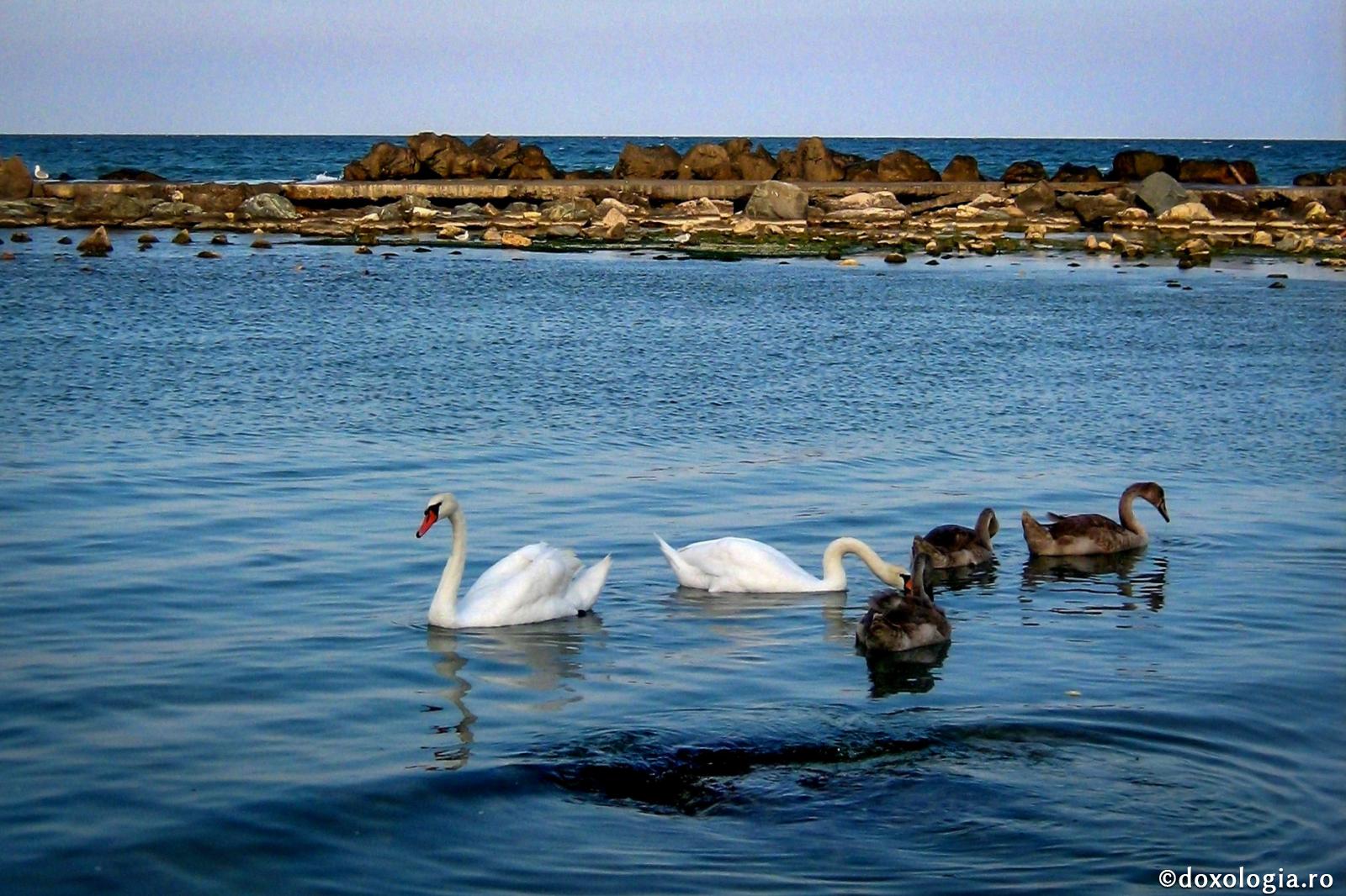 Plutesc pe marea vieții...