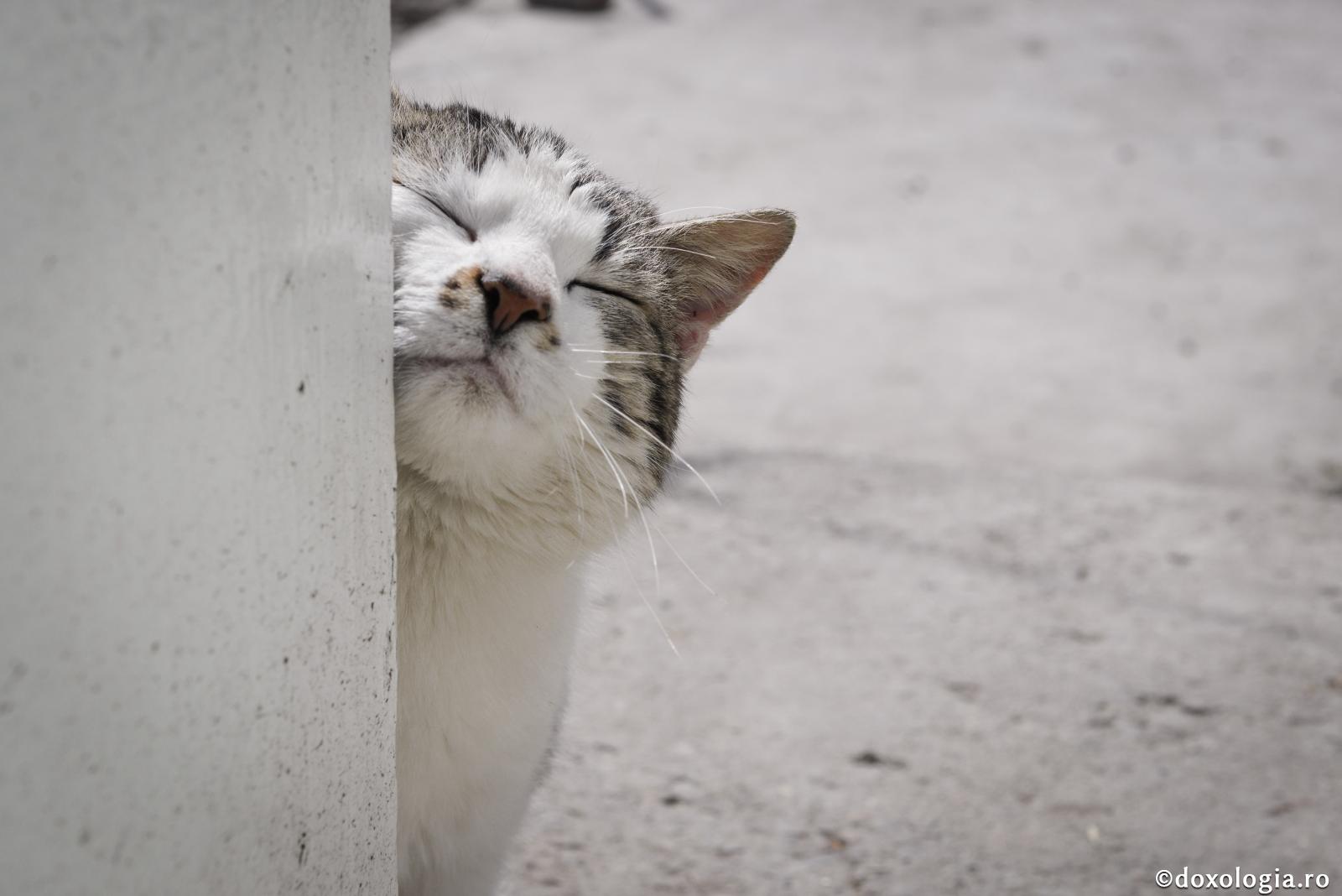 Ispita ce vine de la ținerea animalelor de companie!
