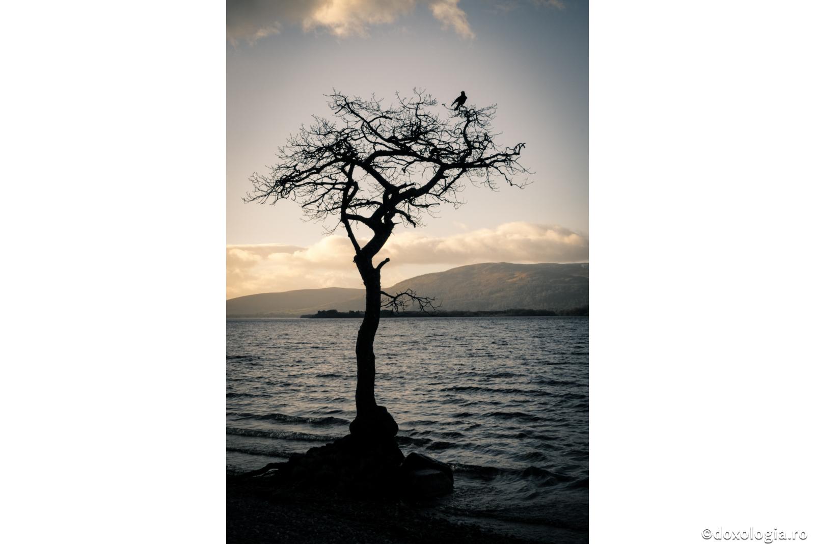 Vezi o ramură tăiată din pom şi uscată?