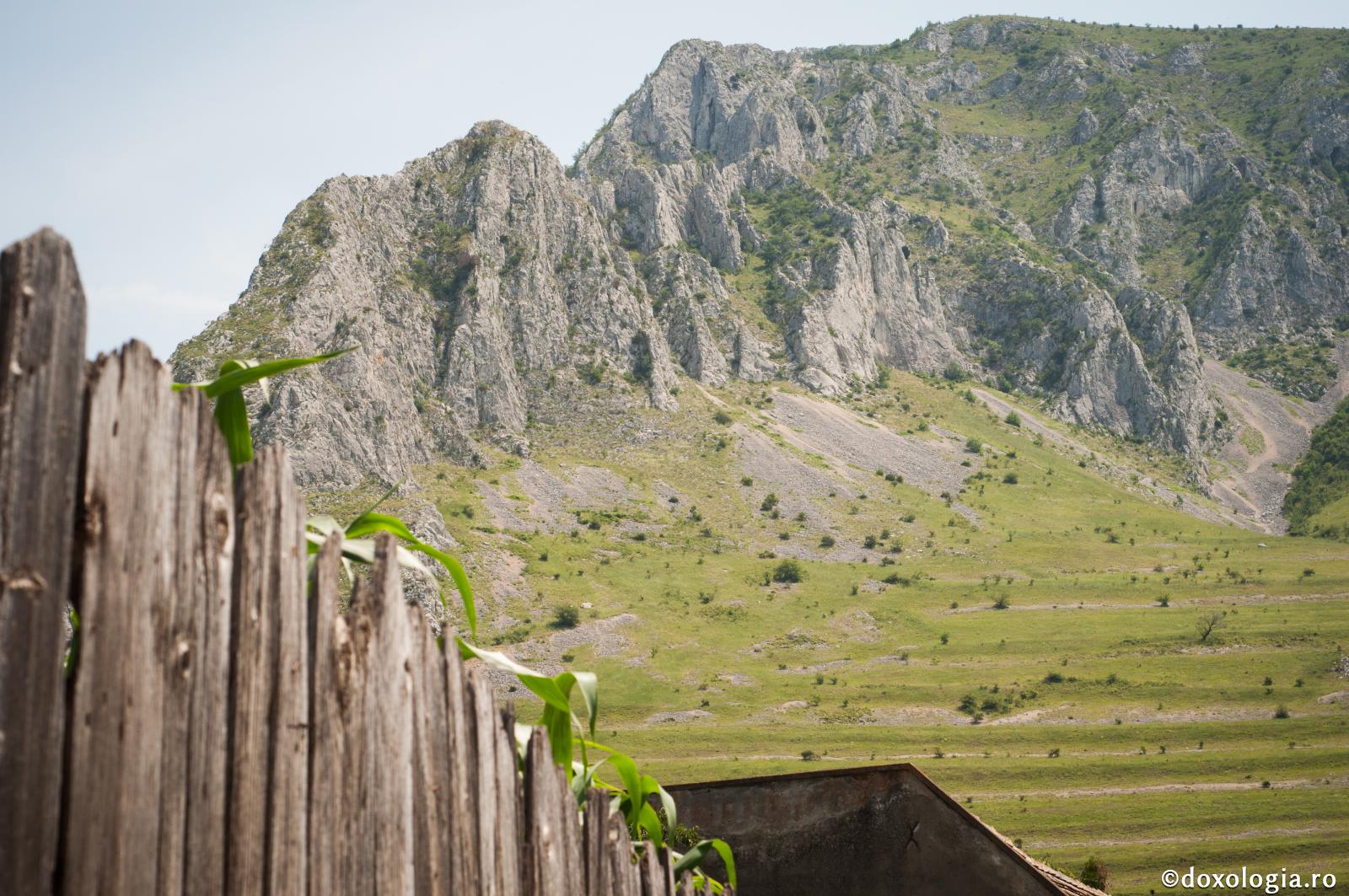 Doi ştiuleţi de porumb