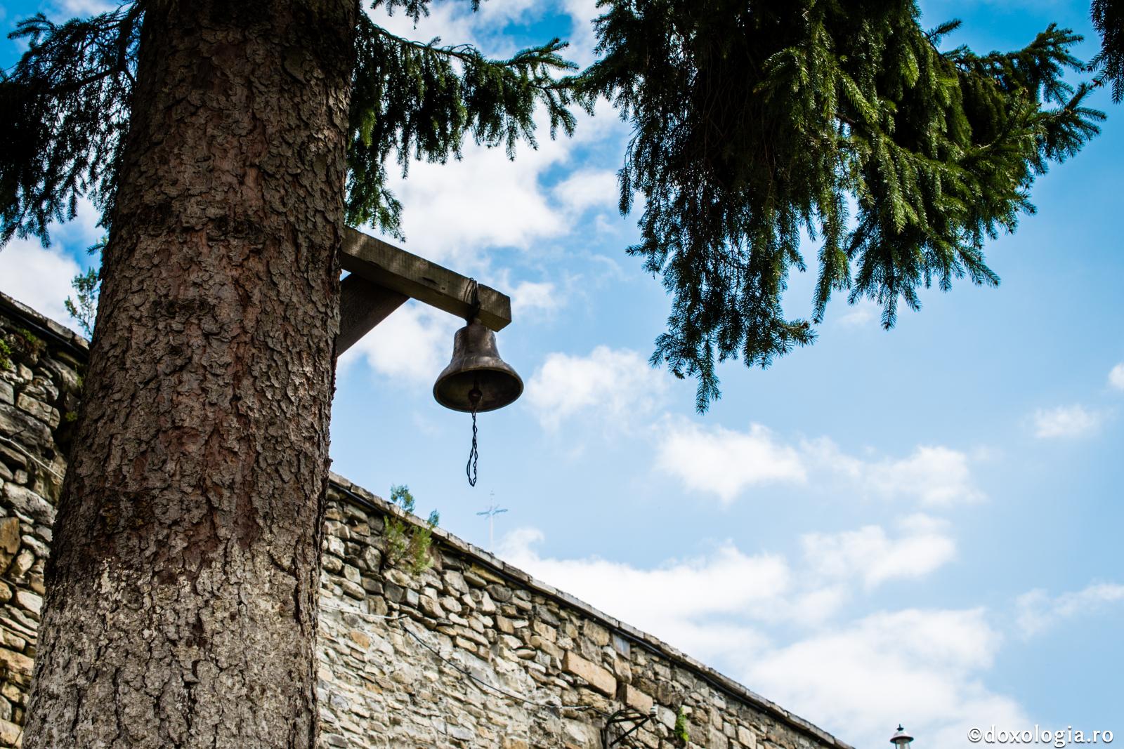 Arborii vajnici şi puternici