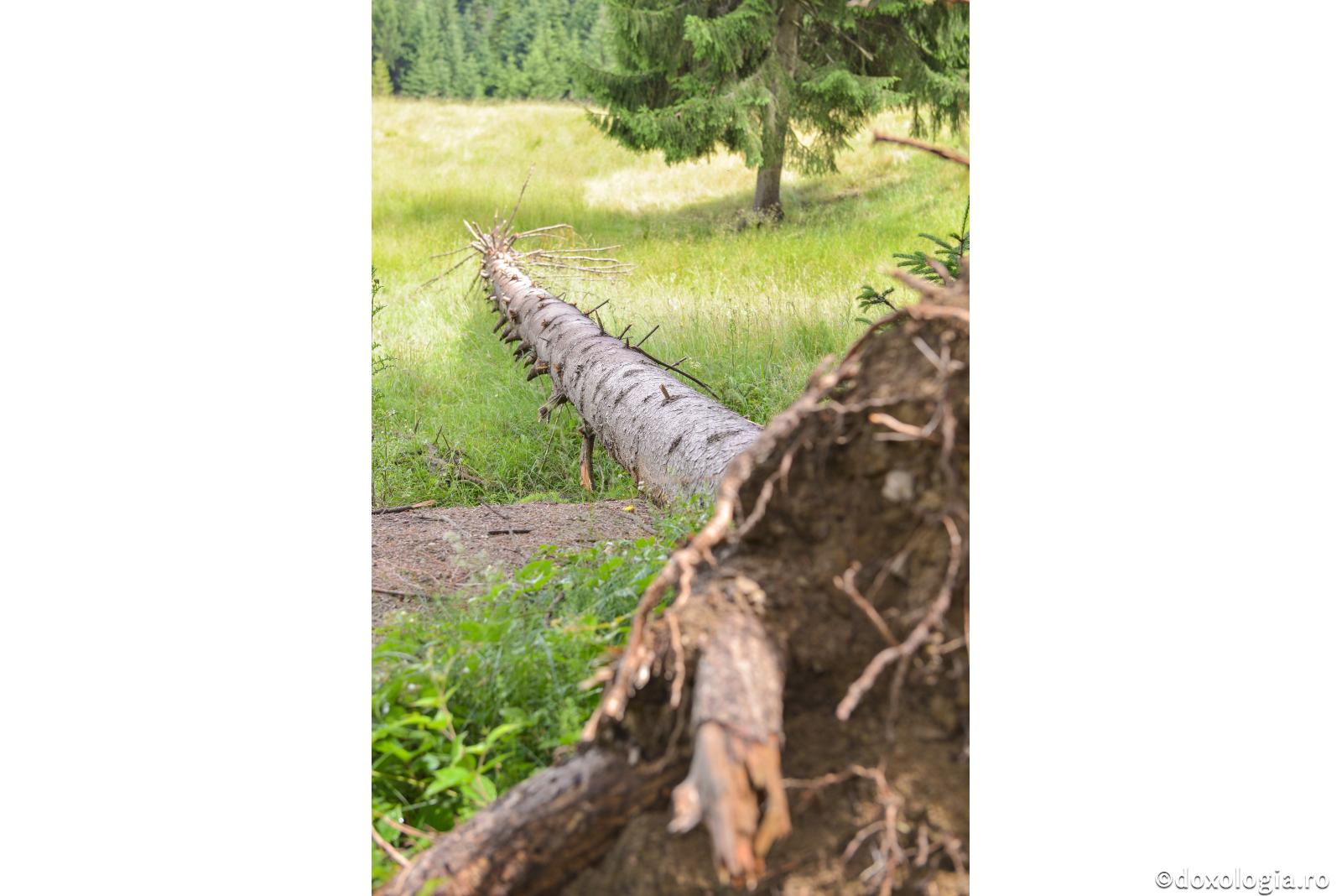 Arbore răsturnat la pământ