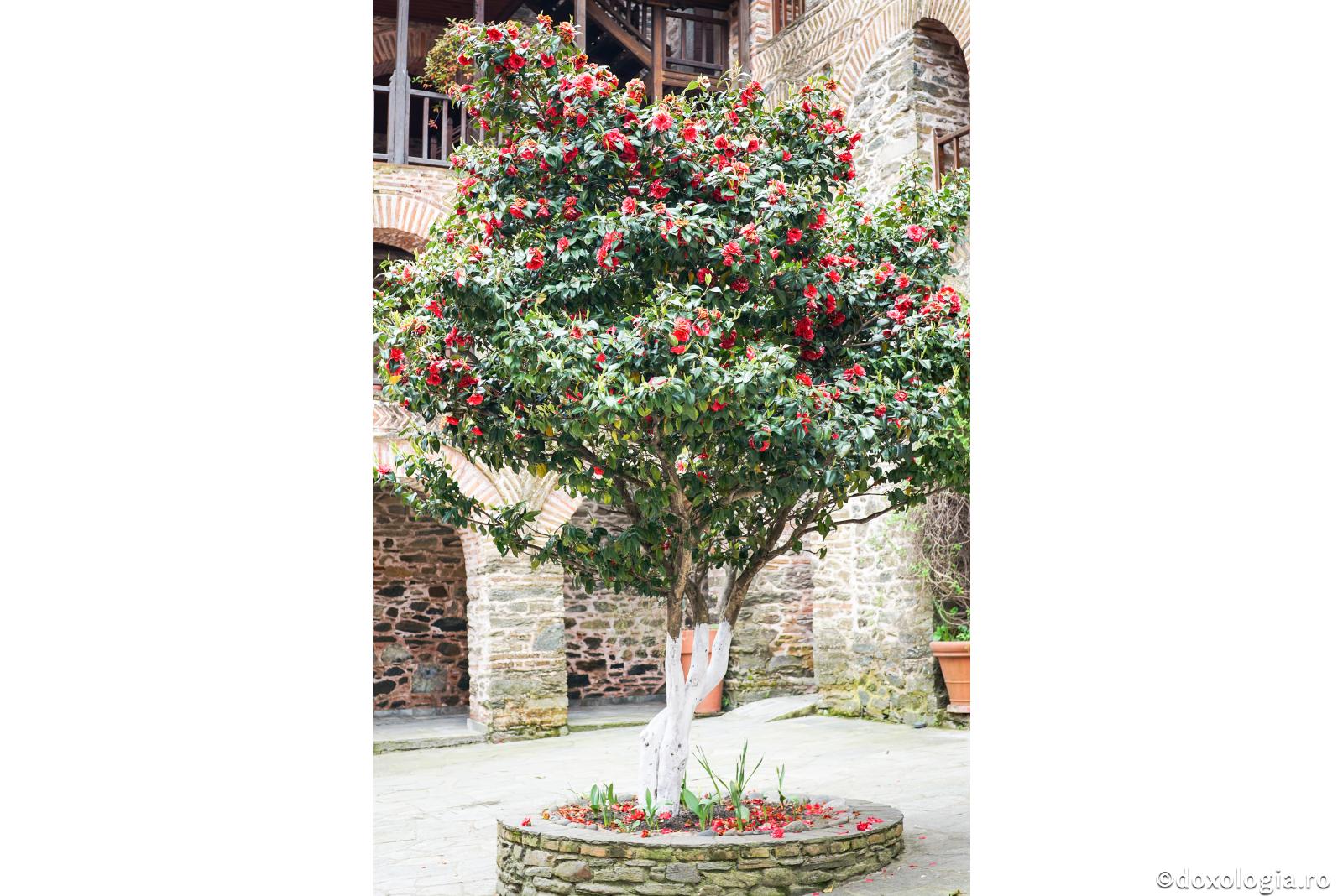 Înălțimea arborilor