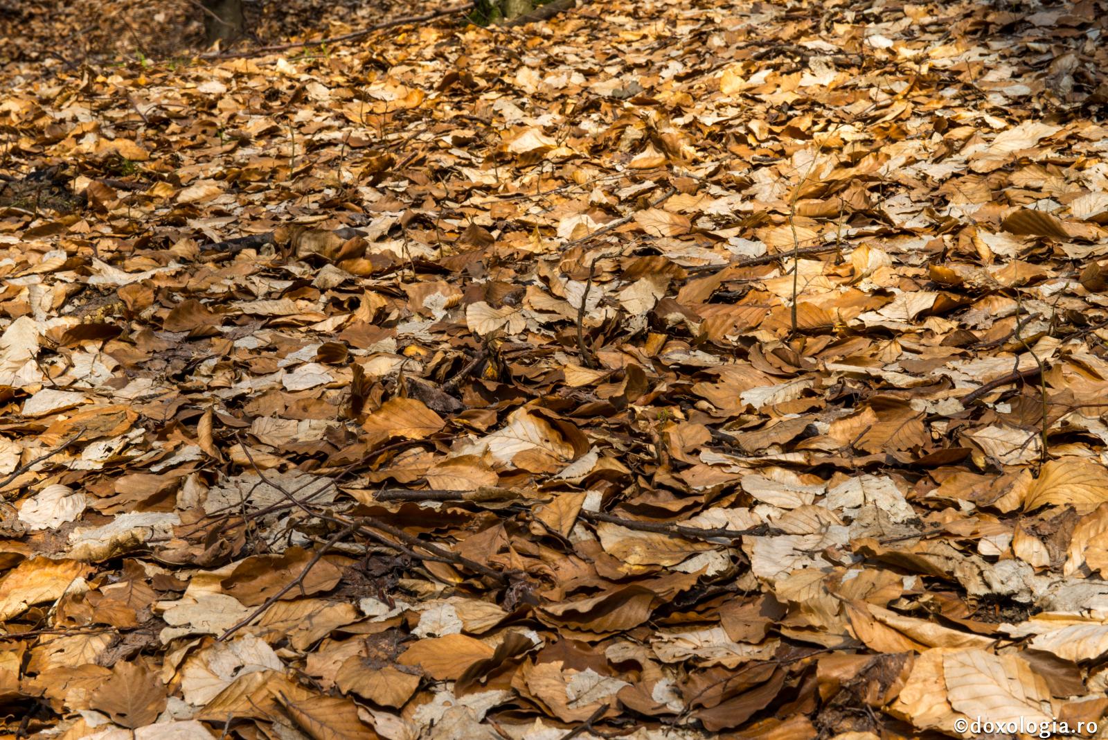 Creștinul fără duhovnic se usucă precum o frunză