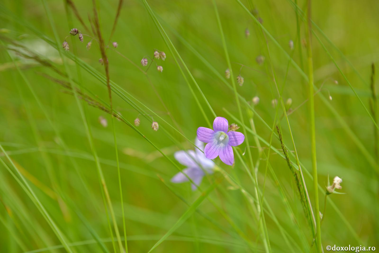 Viața  omului, ca floarea câmpului